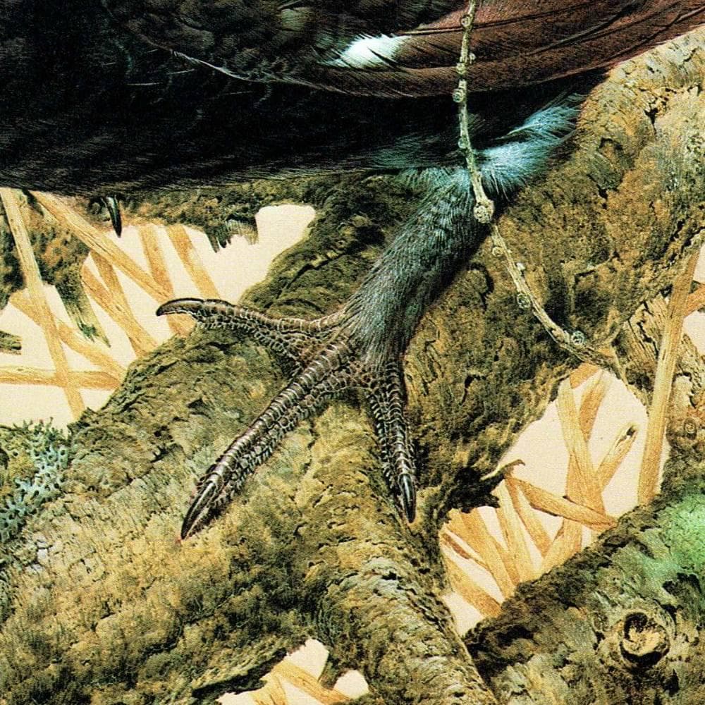 1981 Black Grouse Lyrurus Tetrix - Maurice Pledger Game Birds - Original Vintage Wildlife Art - 11.5 x 16.5 in - Image 5