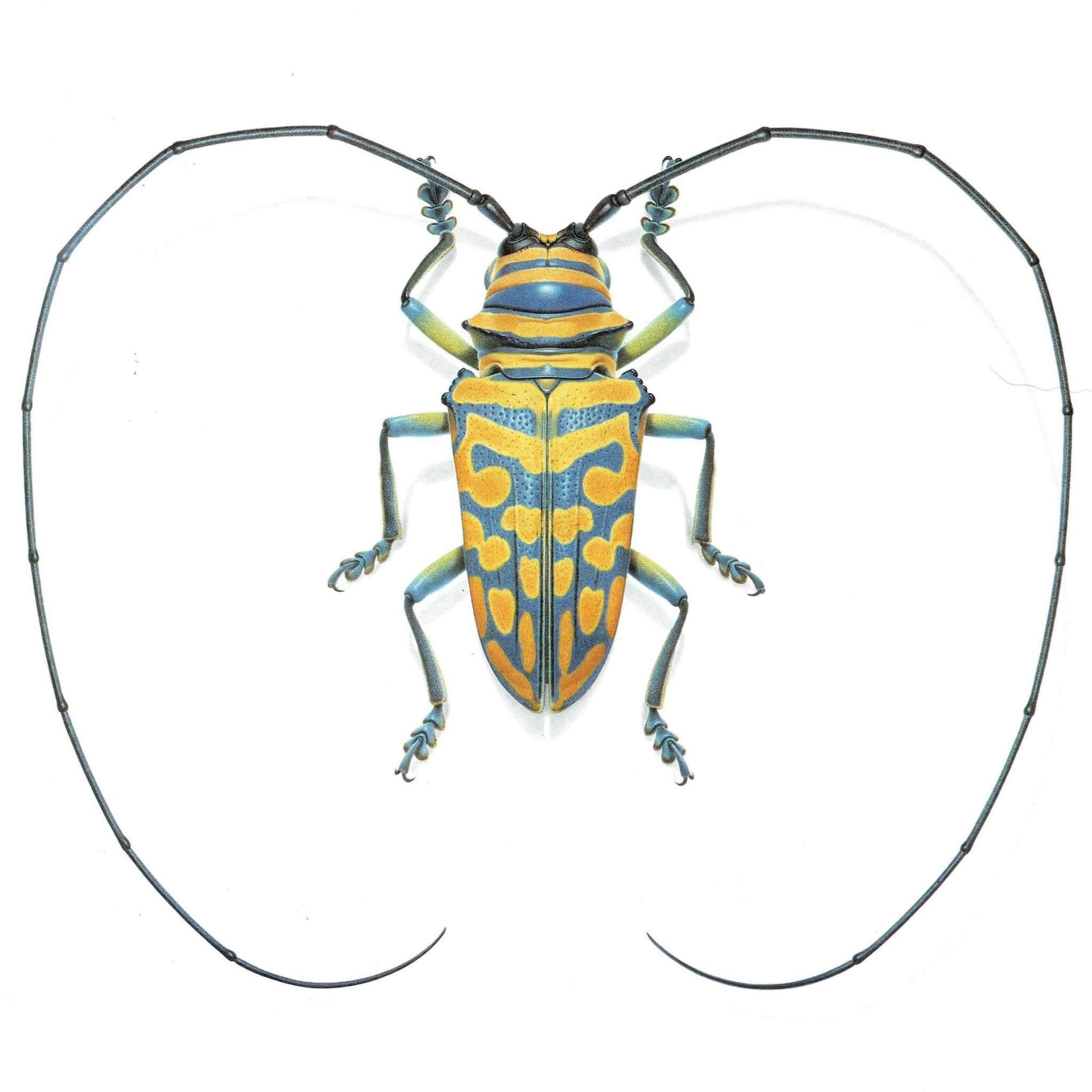 1986 Jewel Longhorn Beetle Sternotomis Bohemani Print - Durin Bernard Les Insectes Scientific Picture - Chevrolat Entomology - 11 x 13 in