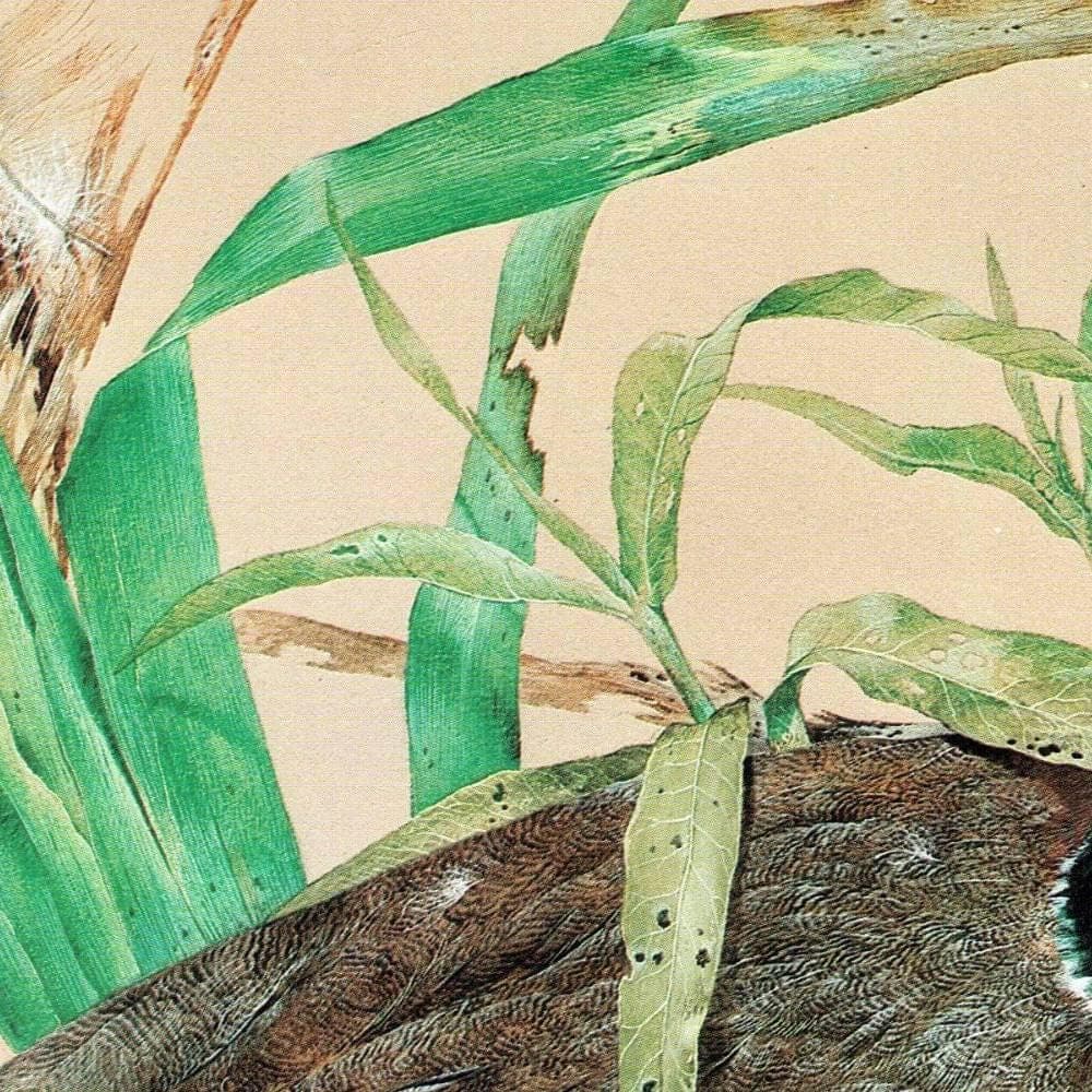 1981 Mallard Drake Anas Platyrhynchos - Original Vintage Print - Game Birds - Maurice Pledger Wildlife Study - 11.5 x 16.5 in - Image 4