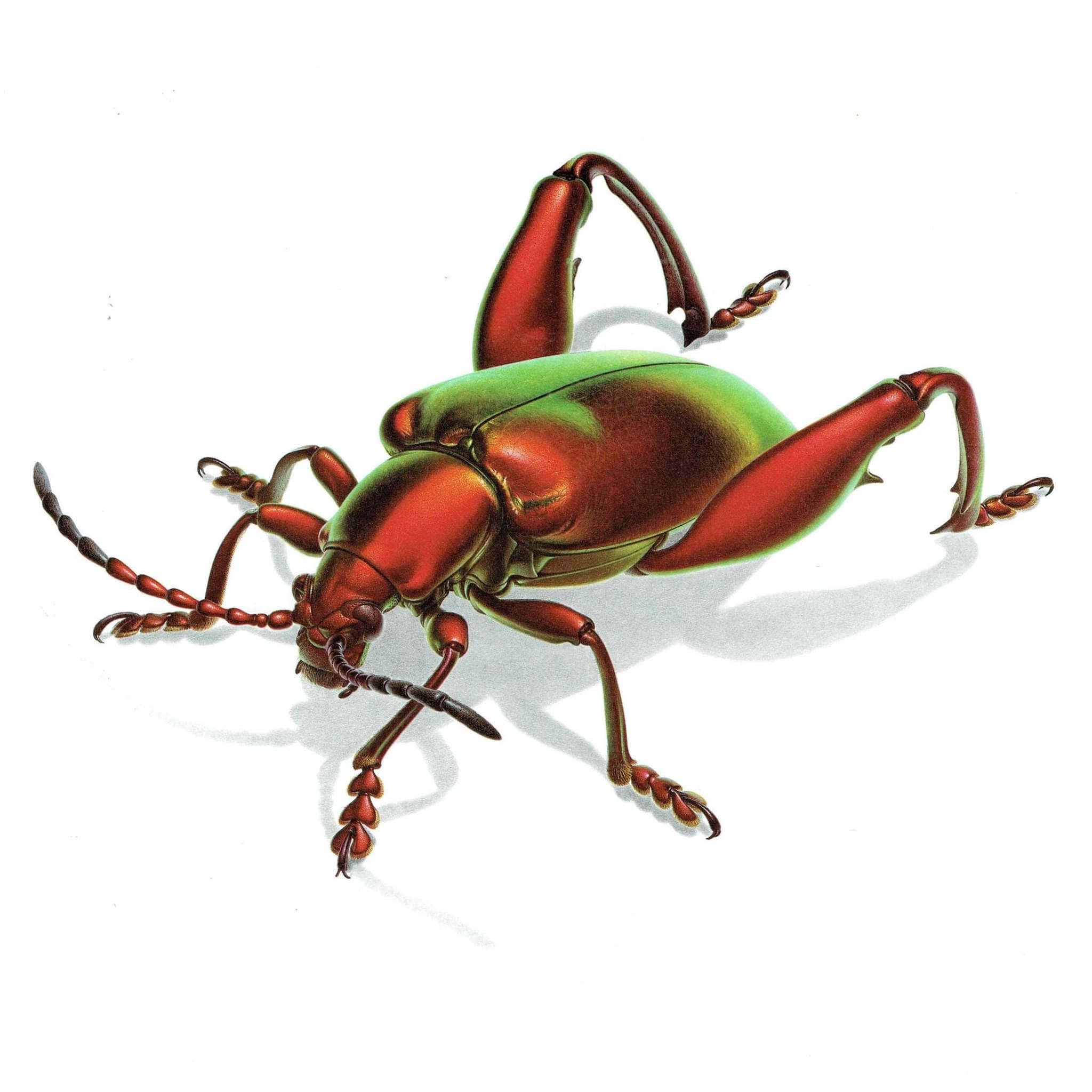 1986 Frog-Legged Leaf Beetle Sagra Femorata Print - Durin Bernard Les Insectes Scientific Illustration - Drury Entomology - 11 x 13 in