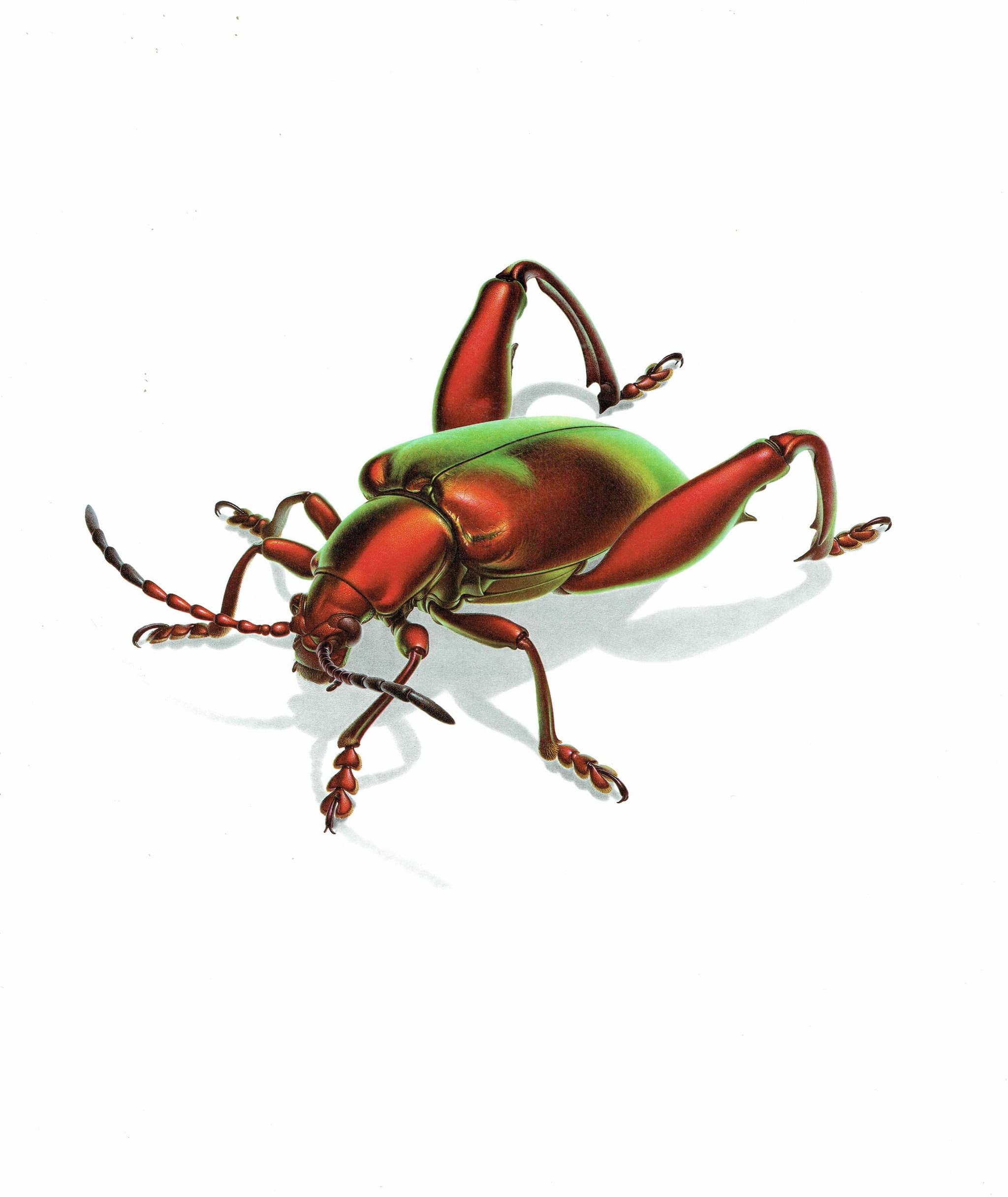 1986 Frog-Legged Leaf Beetle Sagra Femorata Print - Durin Bernard Les Insectes Scientific Illustration - Drury Entomology - 11 x 13 in - Image 3