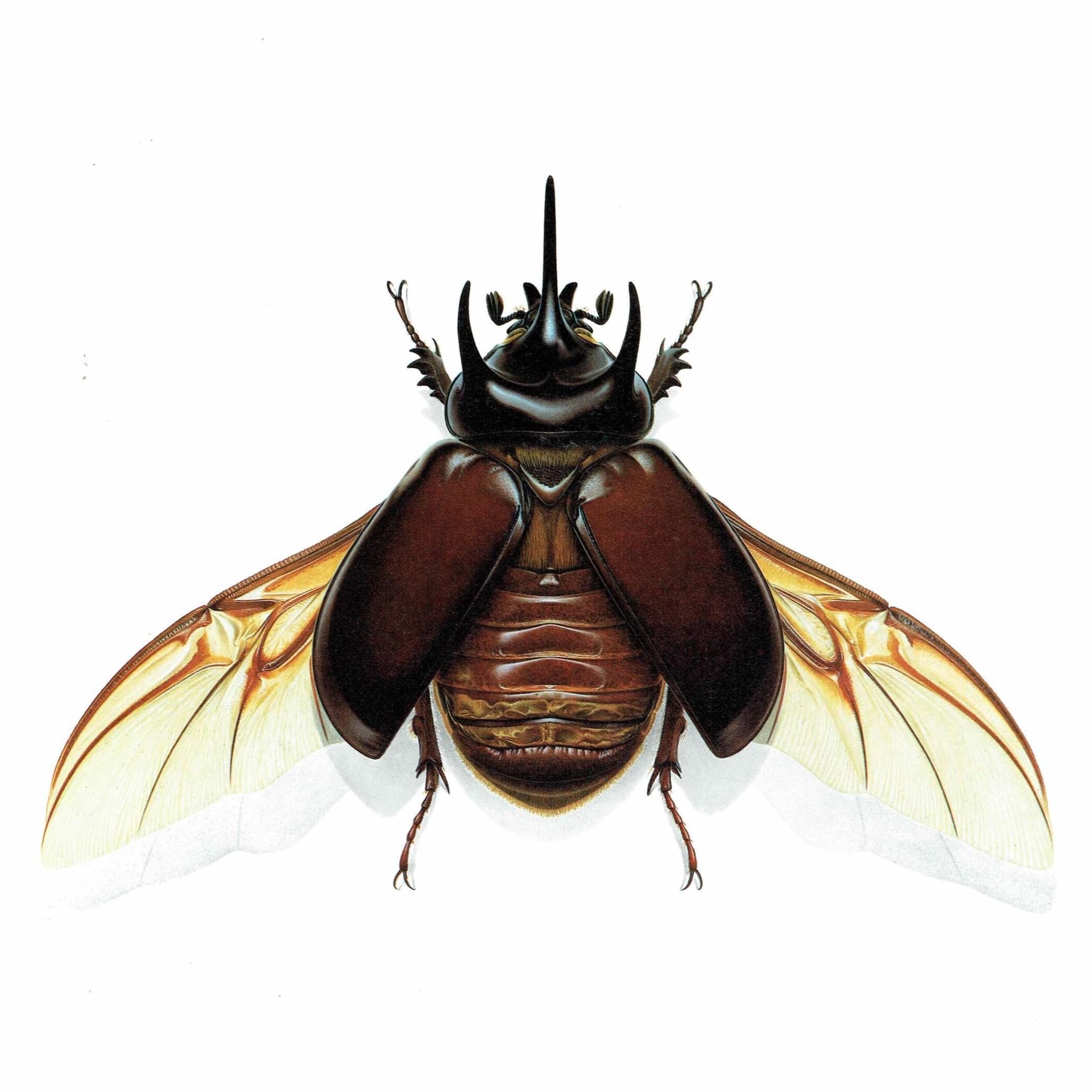 1986 Three-Horned Dynastid Strategus Jugurtha Print - Durin Bernard Les Insectes Scientific Picture - Burmeister Entomology - 11 x 13 in