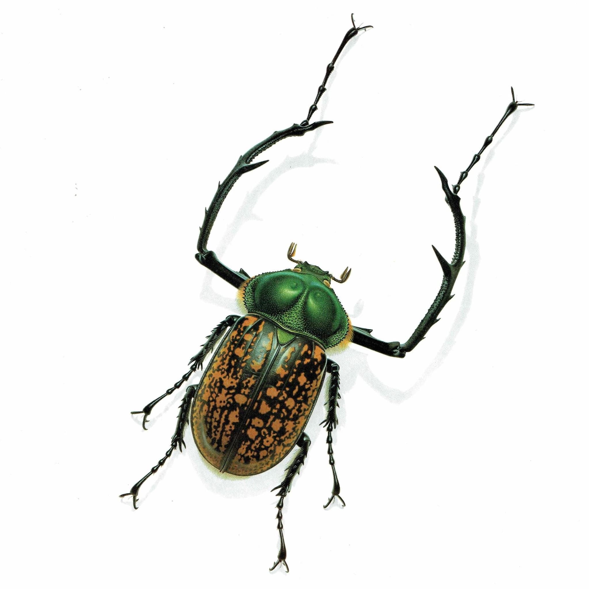 1986 Macleay's Long-Armed Chafer Cheirotonus Macleayi Print - Durin Bernard Les Insectes Scientific Picture - Hope Entomology - 11 x 13 in
