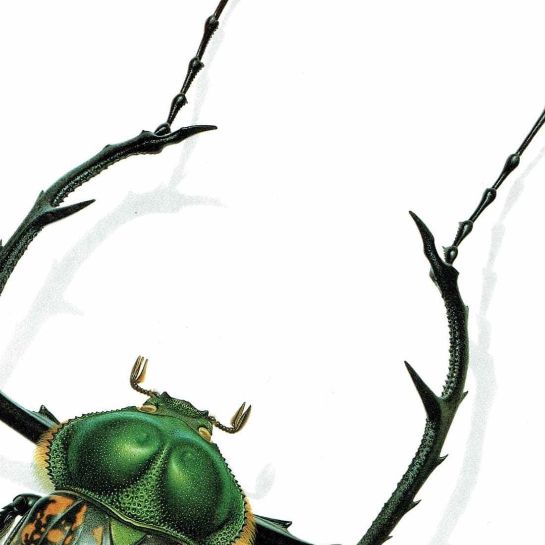 1986 Macleay's Long-Armed Chafer Cheirotonus Macleayi Print - Durin Bernard Les Insectes Scientific Picture - Hope Entomology - 11 x 13 in - Image 4