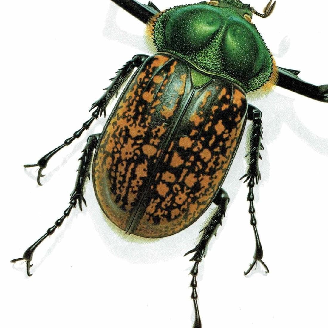 1986 Macleay's Long-Armed Chafer Cheirotonus Macleayi Print - Durin Bernard Les Insectes Scientific Picture - Hope Entomology - 11 x 13 in - Image 5