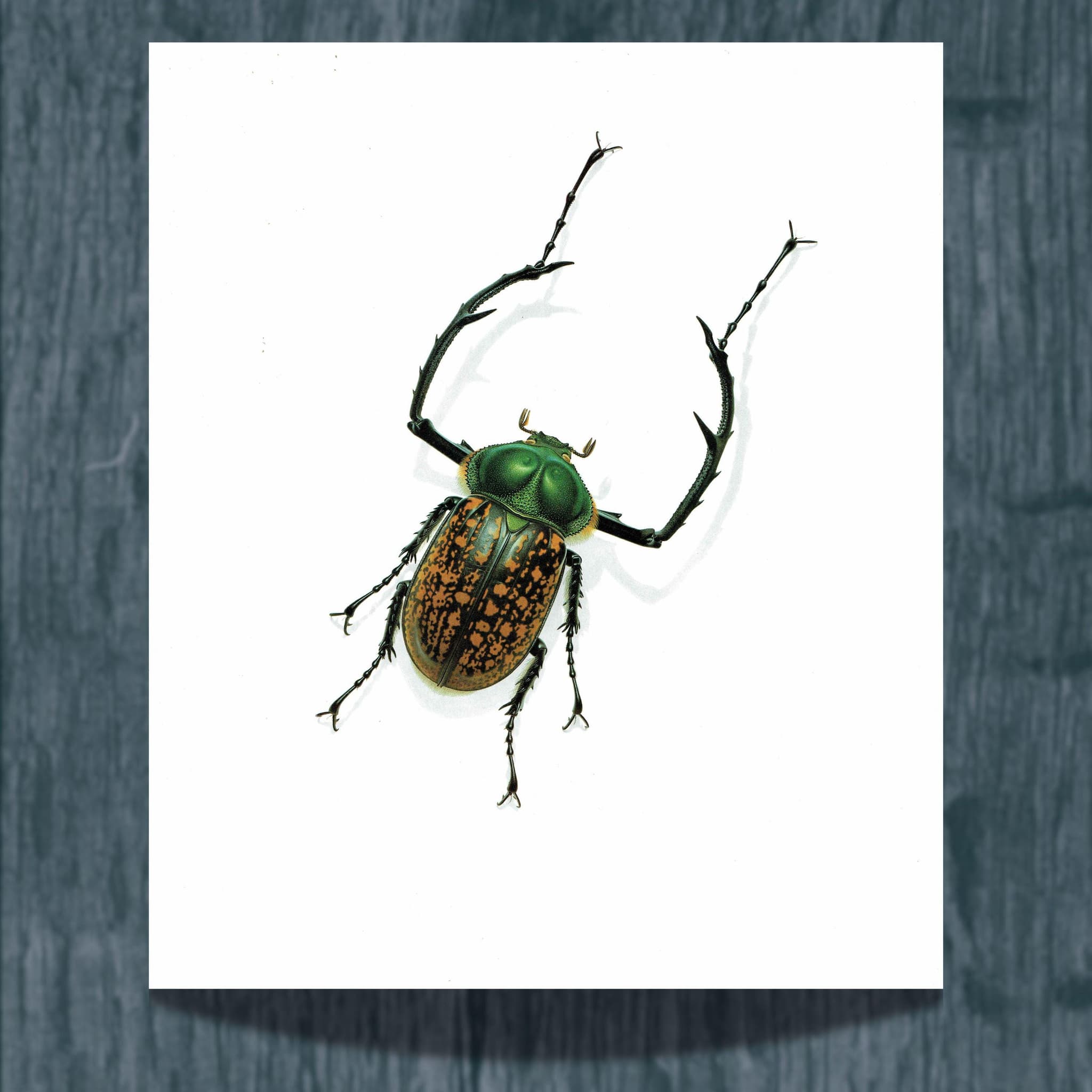 1986 Macleay's Long-Armed Chafer Cheirotonus Macleayi Print - Durin Bernard Les Insectes Scientific Picture - Hope Entomology - 11 x 13 in - Image 2