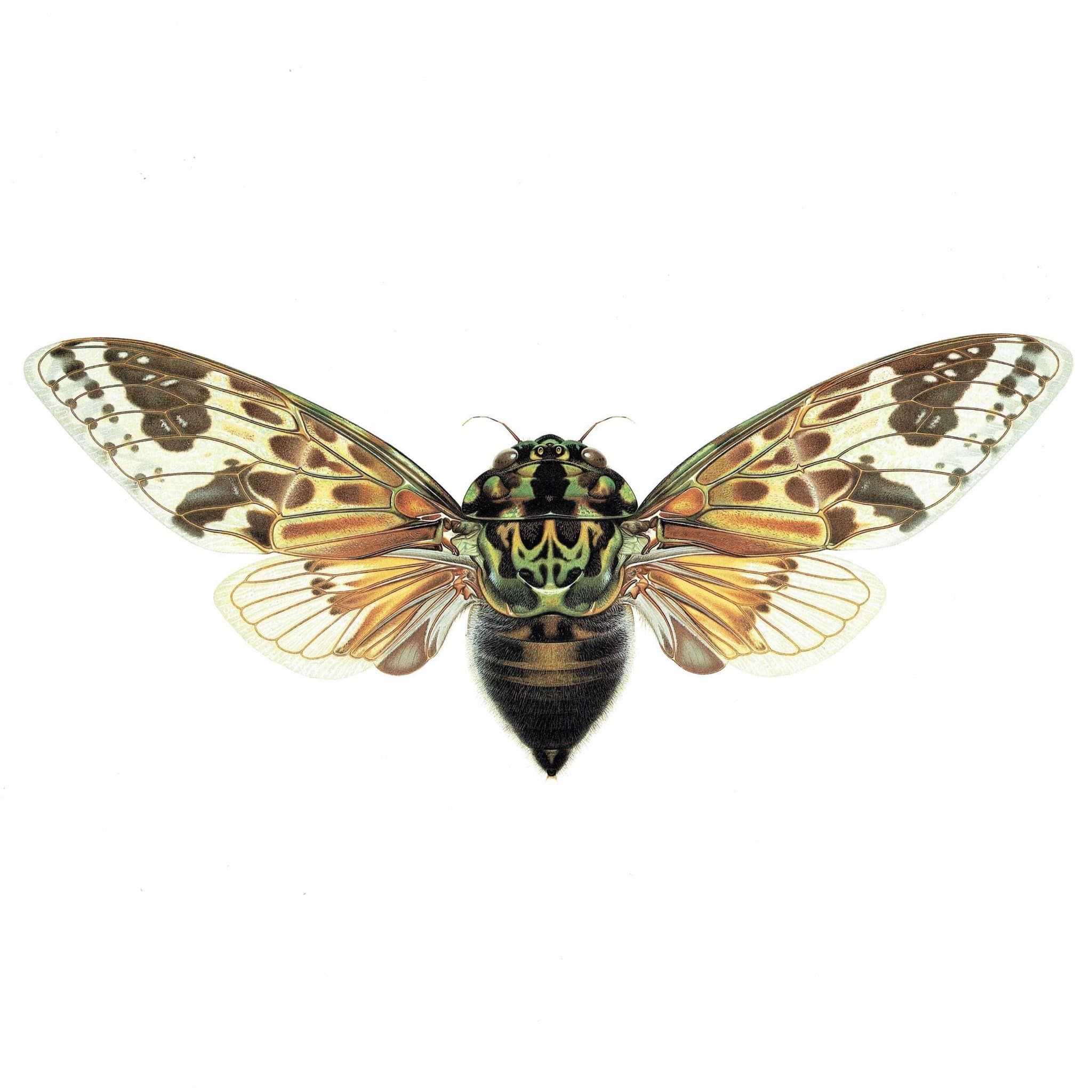 1986 Mana Cicada Pycna Antinoirii Print  - Durin Bernard Scientific Illustration - Lethierry Entomology - 11 x 13 in