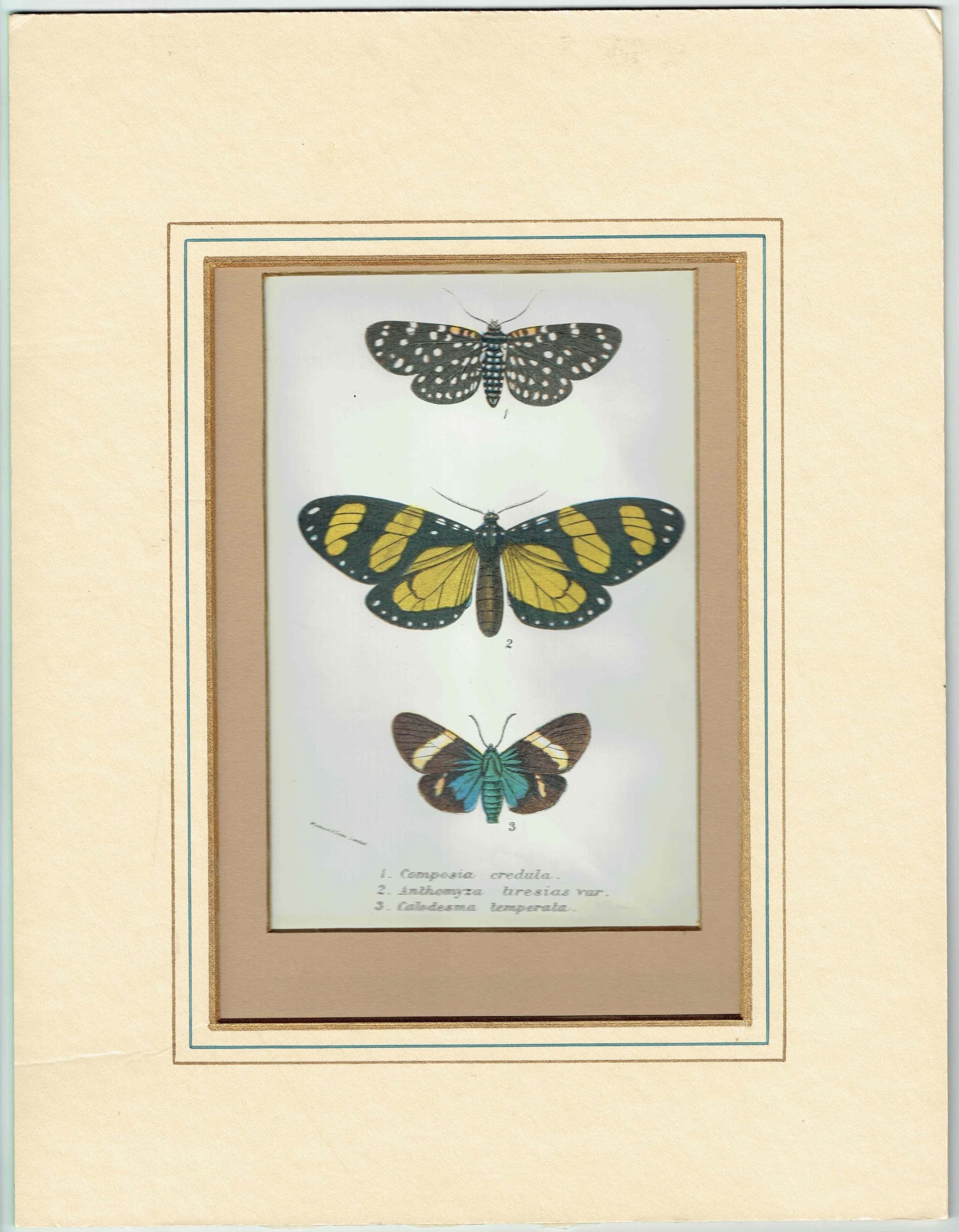 1896 Antique Moth Print - Composia credula, Anthomyza teresias, Calodesma temperata - Moth species - Entomology Wall Art - 7 x 4.5 in