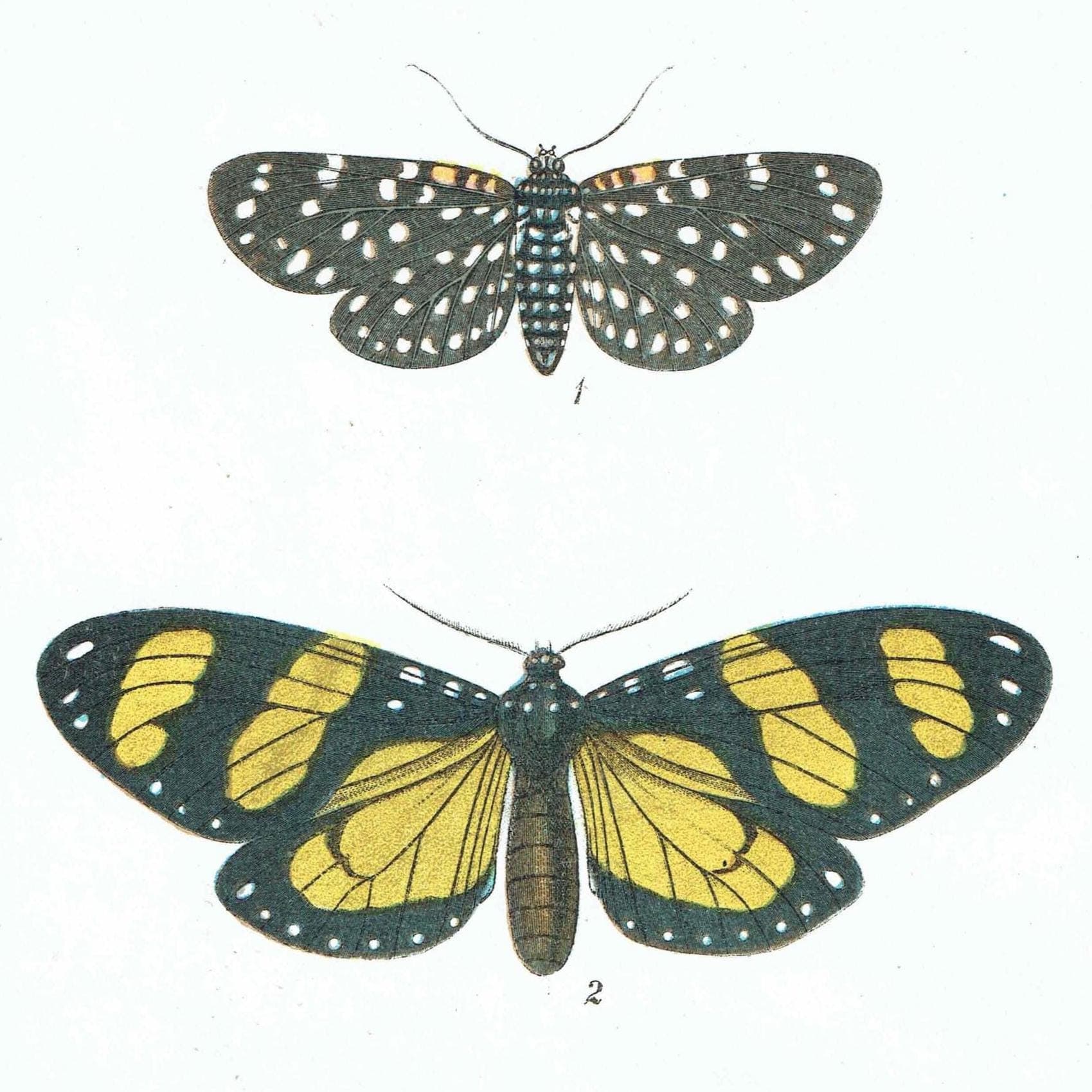 1896 Antique Moth Print - Composia credula, Anthomyza teresias, Calodesma temperata - Moth species - Entomology Wall Art - 7 x 4.5 in - Image 3