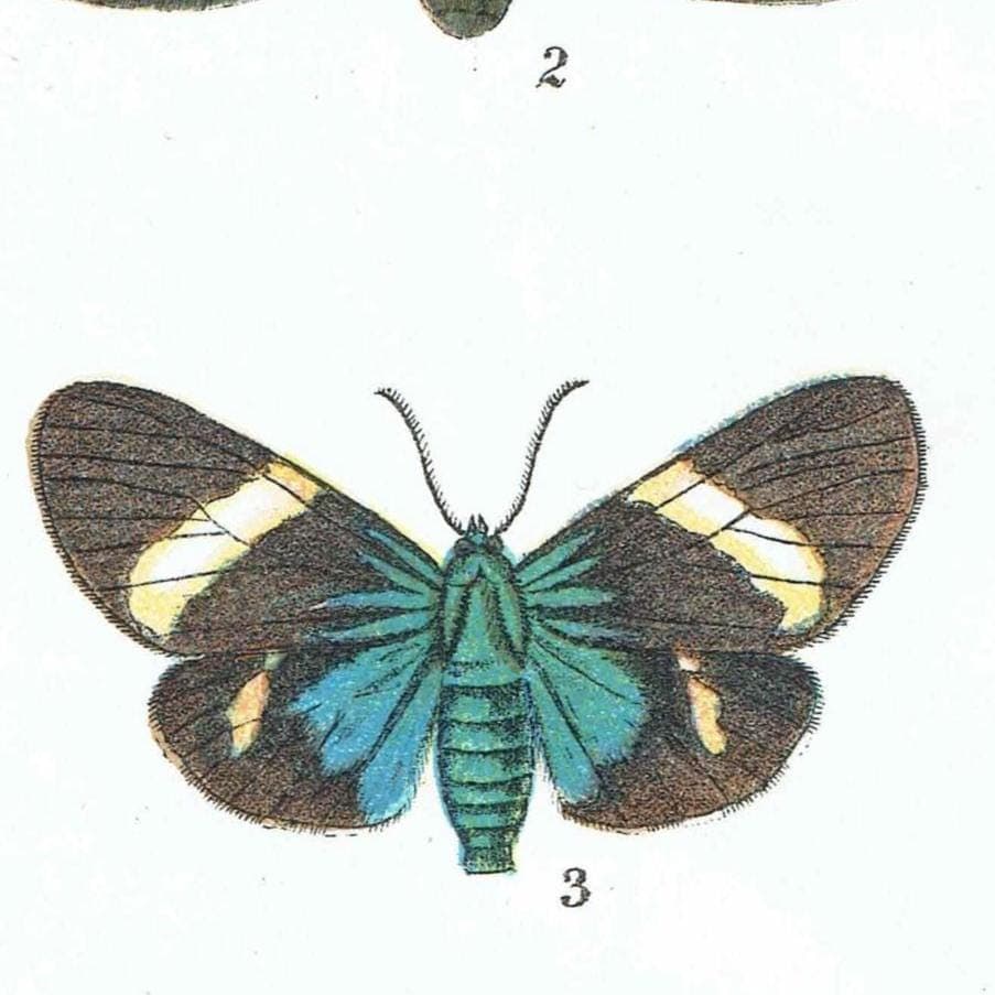 1896 Antique Moth Print - Composia credula, Anthomyza teresias, Calodesma temperata - Moth species - Entomology Wall Art - 7 x 4.5 in - Image 4