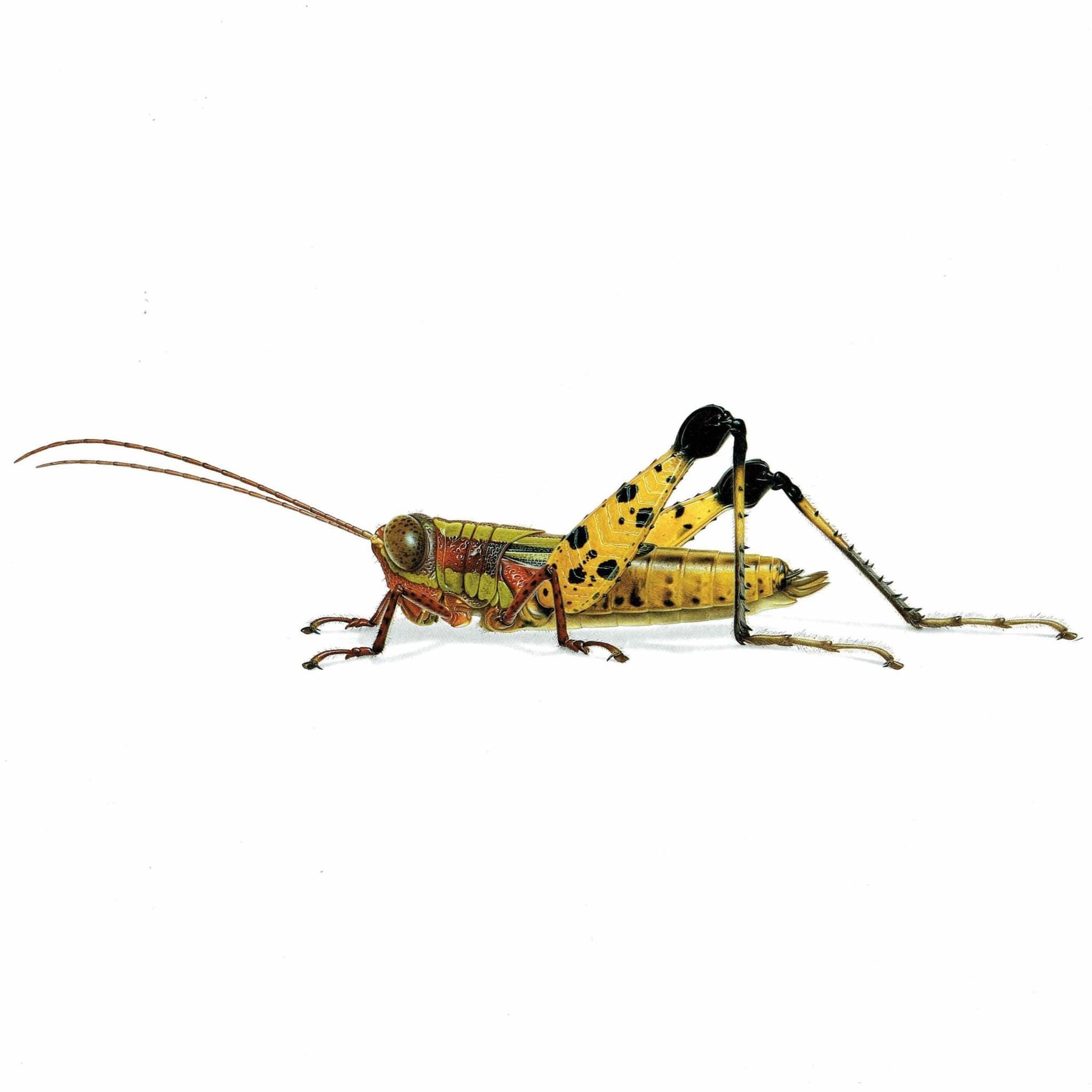 1986 Grasshopper Eucriotettix Piperacicus Print - Durin Bernard Les Insectes Scientific Illustration - Deschamps Entomology  - 11 x 13 in