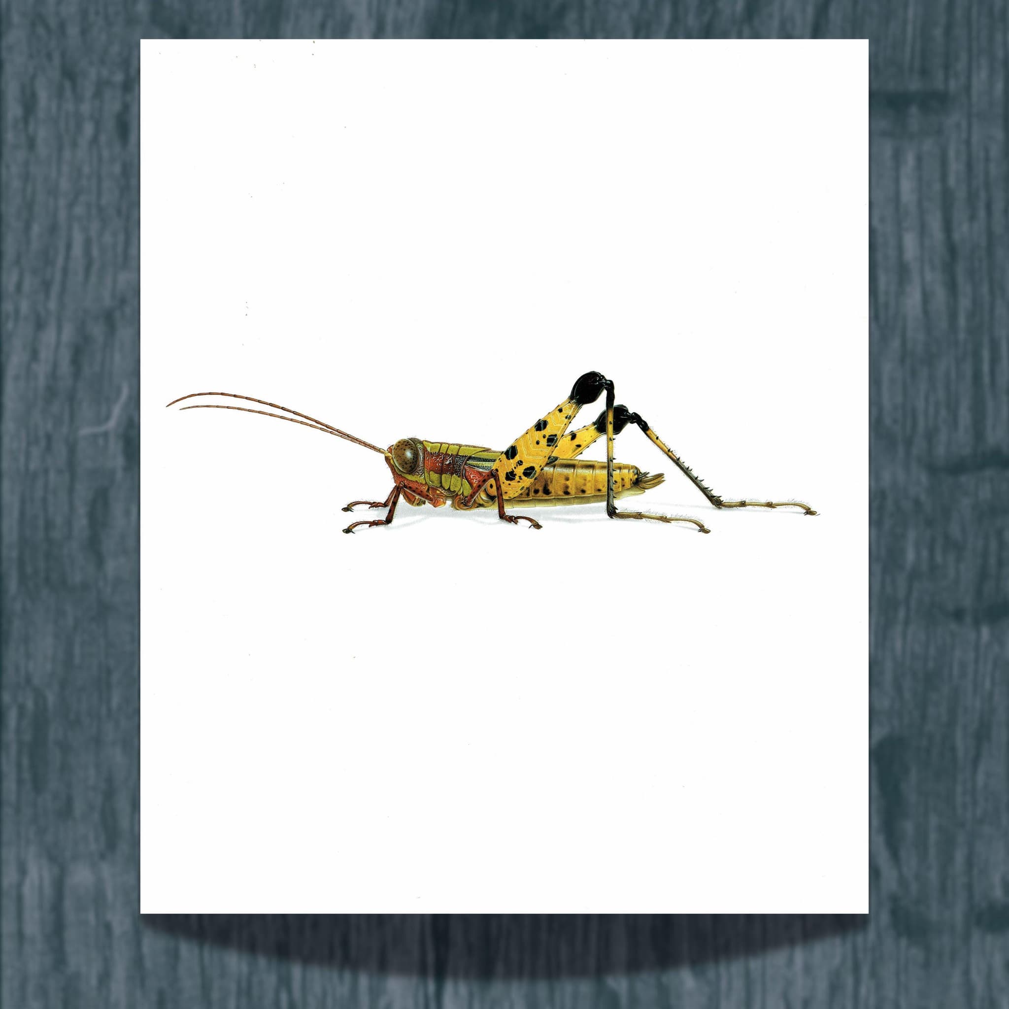 1986 Grasshopper Eucriotettix Piperacicus Print - Durin Bernard Les Insectes Scientific Illustration - Deschamps Entomology  - 11 x 13 in
