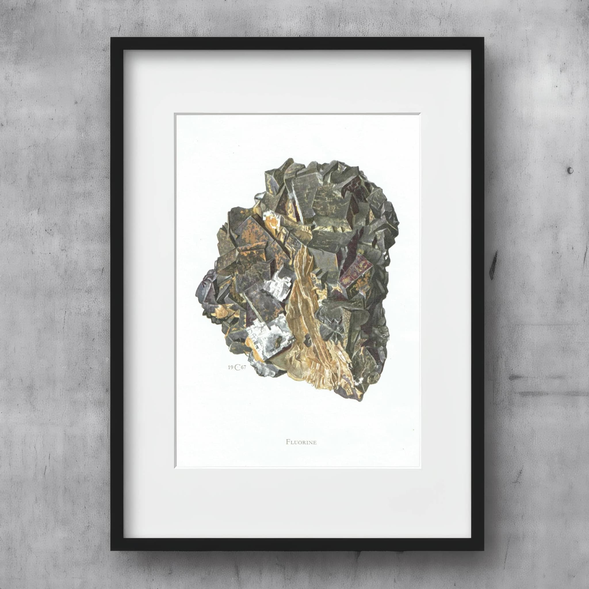 1969 Fluorine Crystal - Original Vintage Print By Caspari - Mineral Study Scientific Natural History Geology Art - 7.5 x 10.5 in