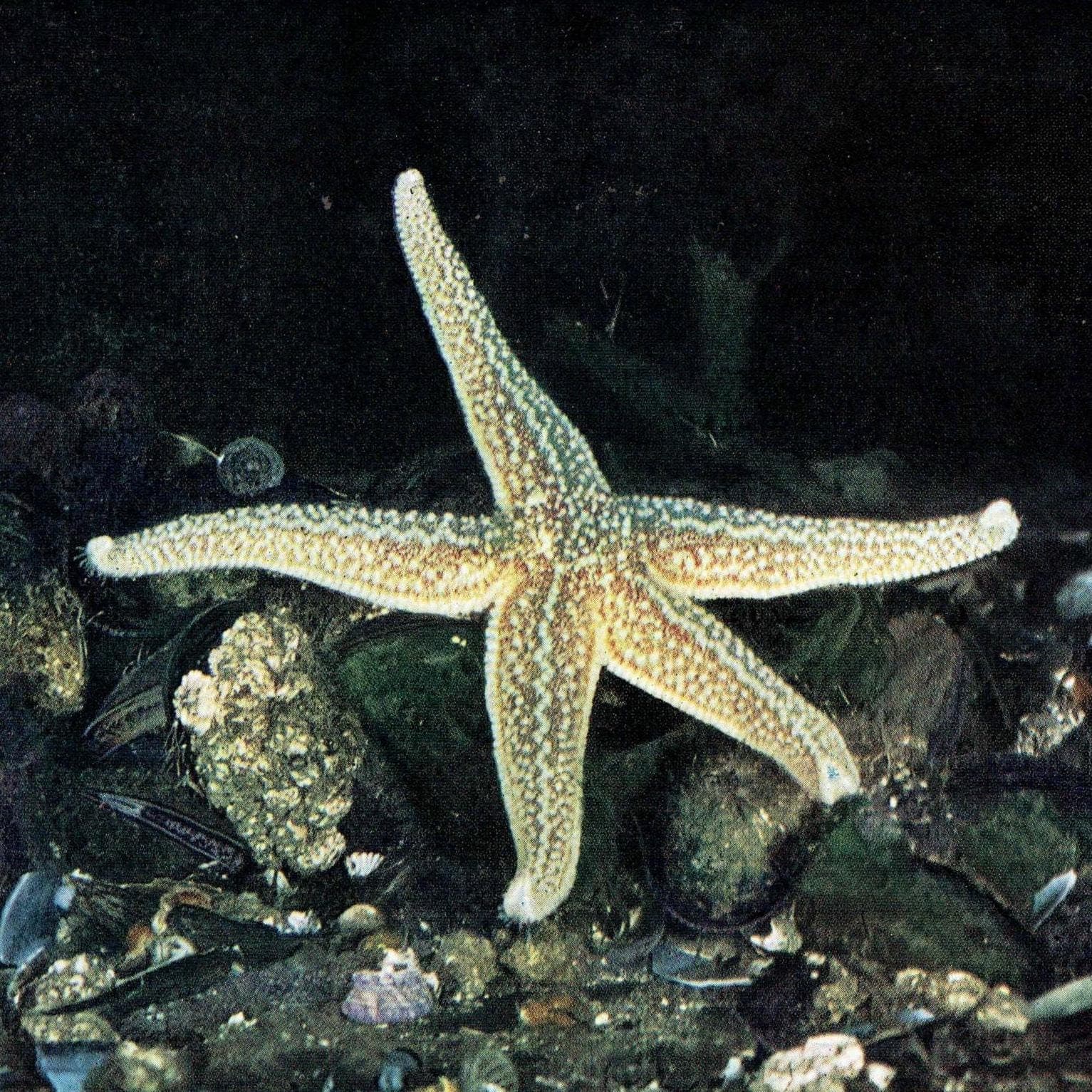 1959 Common Star-fish on Mussels Print - Marine Biology Photograph - Sea Shore Coastal Specimen - Starfish Study - 5 x 8.25 in
