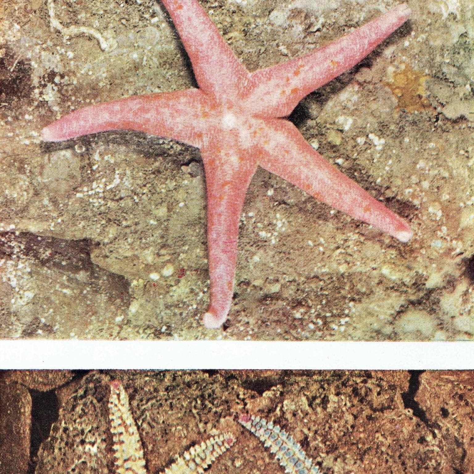 1959 Common Star-fish on Mussels Print - Marine Biology Photograph - Sea Shore Coastal Specimen - Starfish Study - 5 x 8.25 in - Image 2