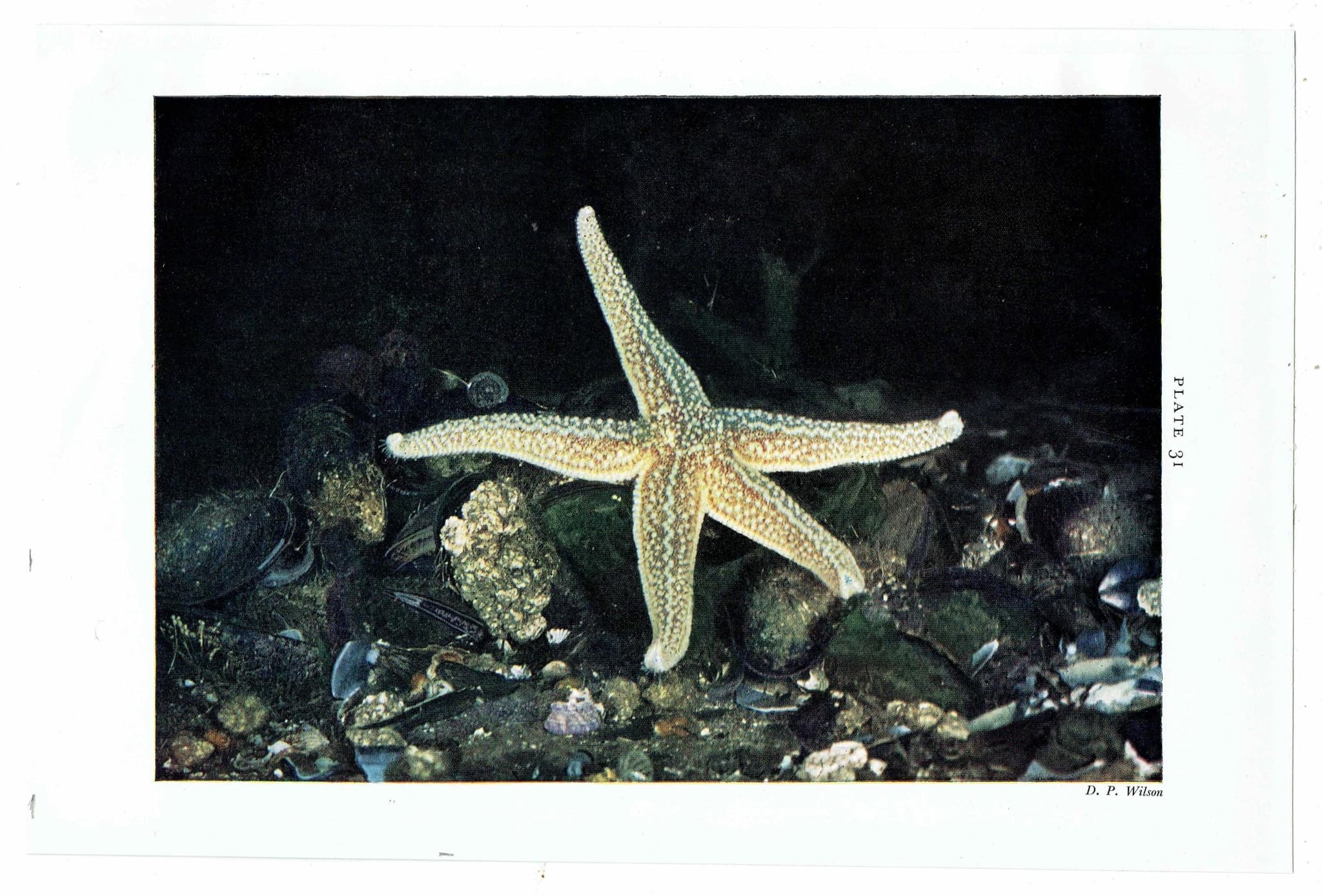 1959 Common Star-fish on Mussels Print - Marine Biology Photograph - Sea Shore Coastal Specimen - Starfish Study - 5 x 8.25 in - Image 3