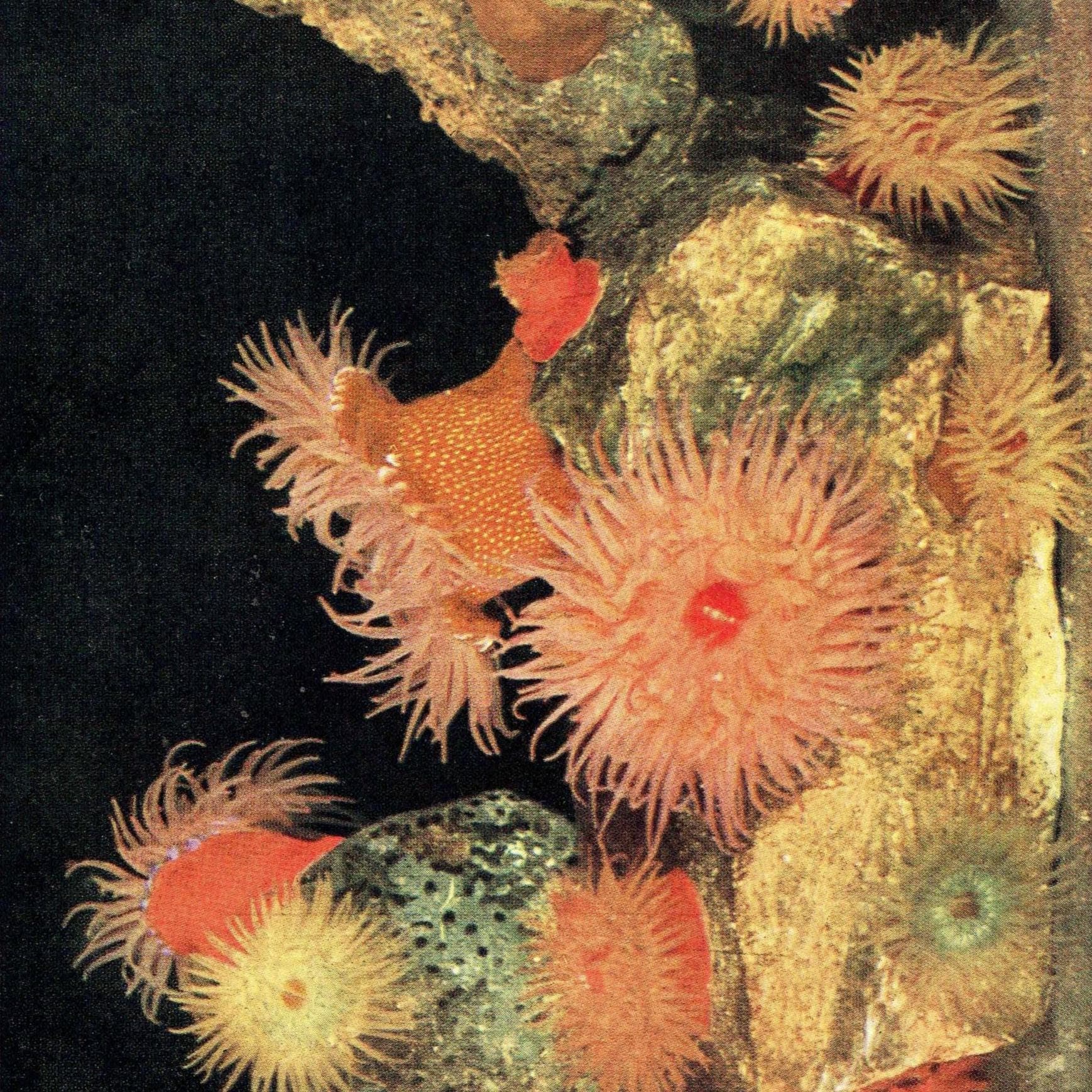 1959 Marine Life Underwater Photography - Small Rock Pool & Cornish Sucker-fish - Vintage Sea Anemone - Ocean Biology Print - 5 x 8.25 in