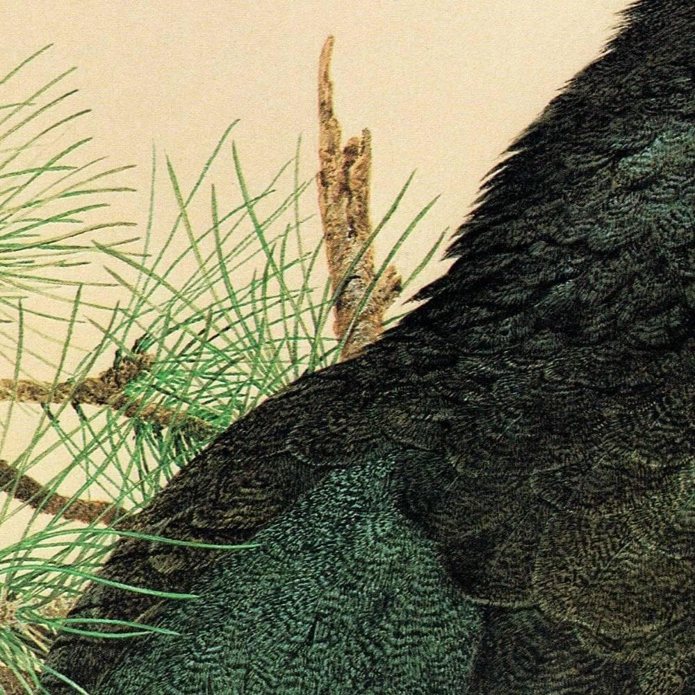 1981 Capercaillie Tetrao Urogallus -  - Maurice Pledger - Original Vintage Game Bird Art Print- 11.5 x 16.5 in - Image 4