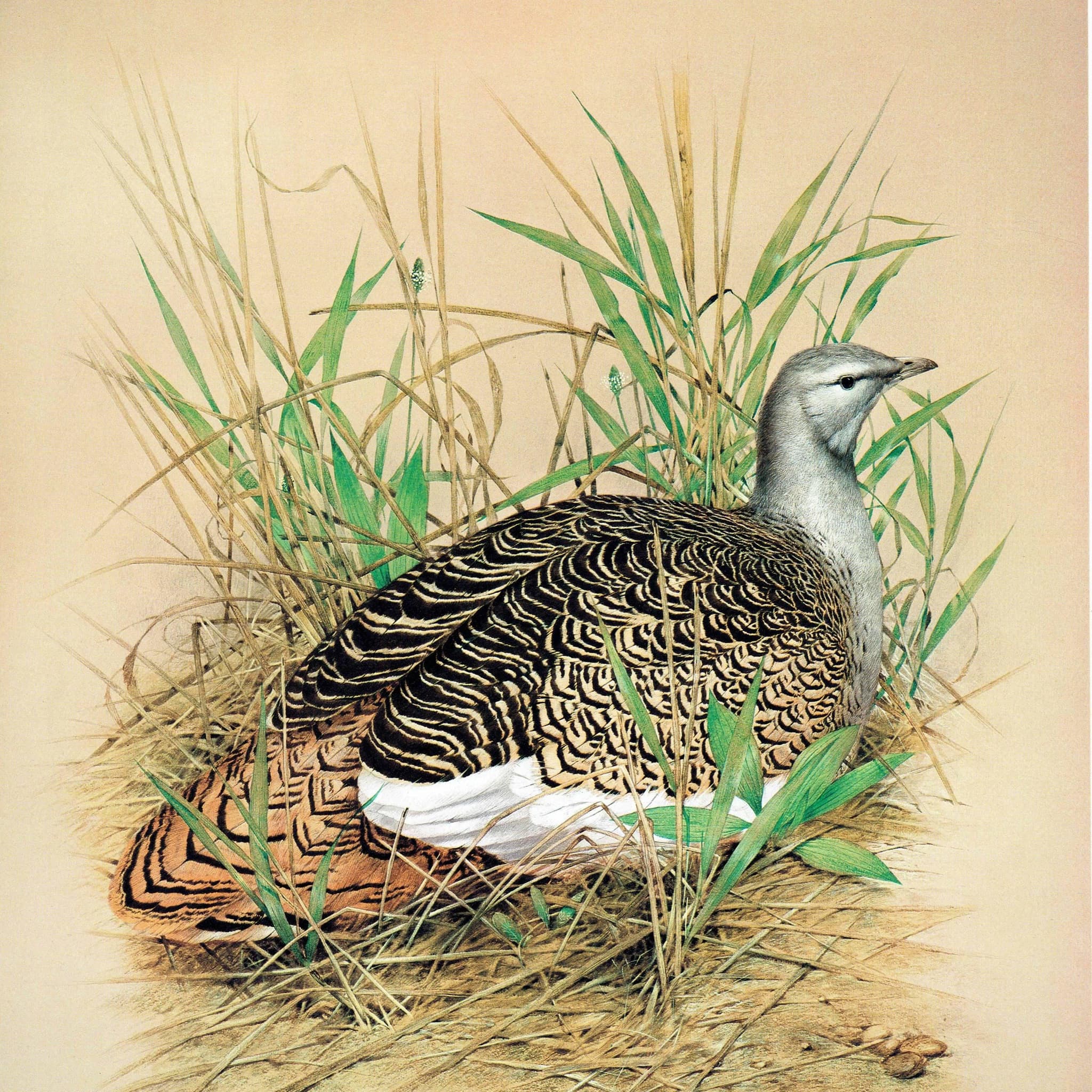 1981 Great Bustard Otis Tarda -Female on Nest - Maurice Pledger Game Birds - Original Vintage Print - 11.5 x 16.5 in - Image 3