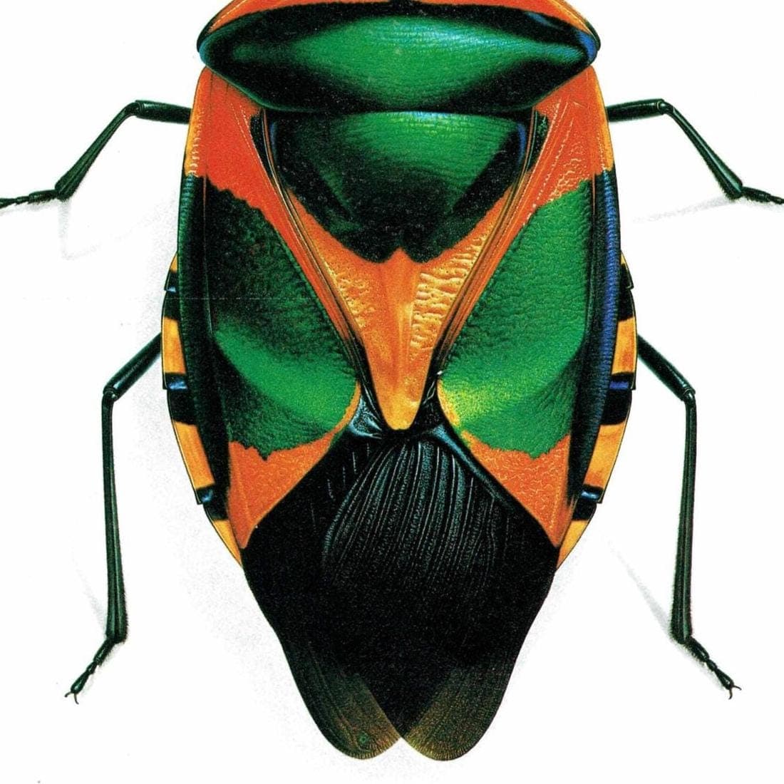 1986 Drury Sheld Chalcocoris Anchorage Bug Print - Durin Bernard Les Insectes Scientific Illustration - Drury Entomology - 11 x 13 in - Image 5