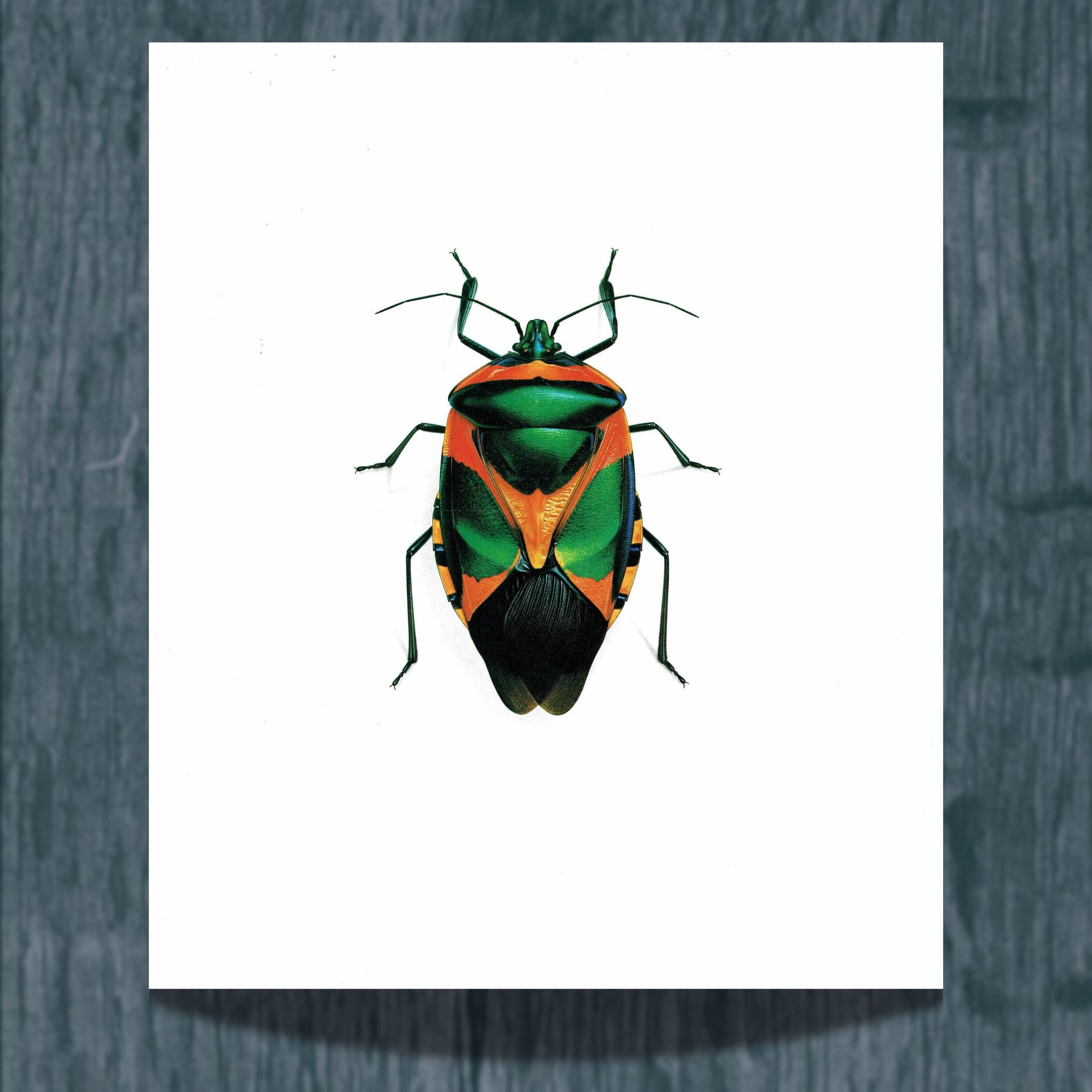 1986 Drury Sheld Chalcocoris Anchorage Bug Print - Durin Bernard Les Insectes Scientific Illustration - Drury Entomology - 11 x 13 in - Image 2