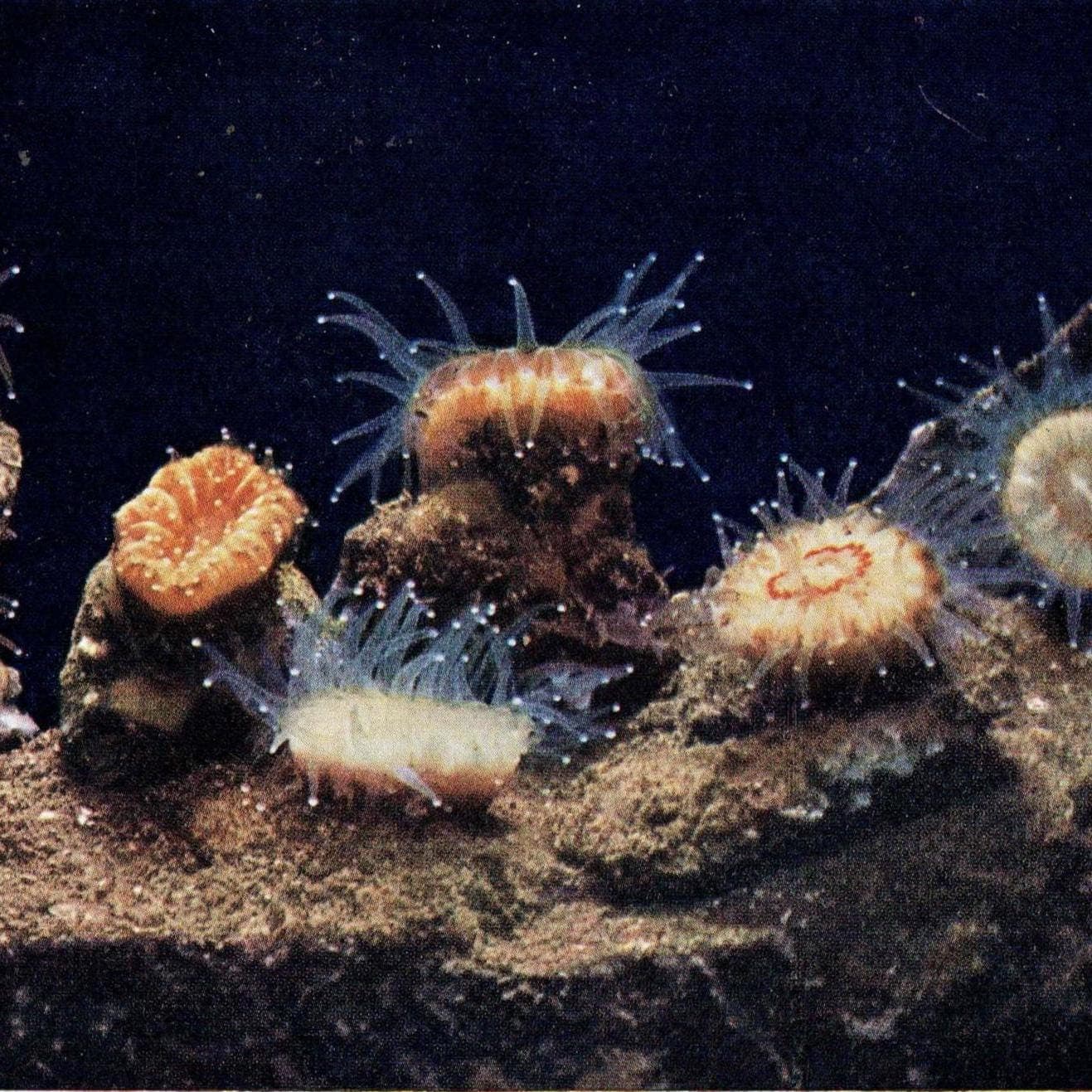 1959 Devonshire Cup-Corals Marine Photography Print - Common Prawn Sponge Crab - Underwater Sea Life Photography 5 x 8.25 in