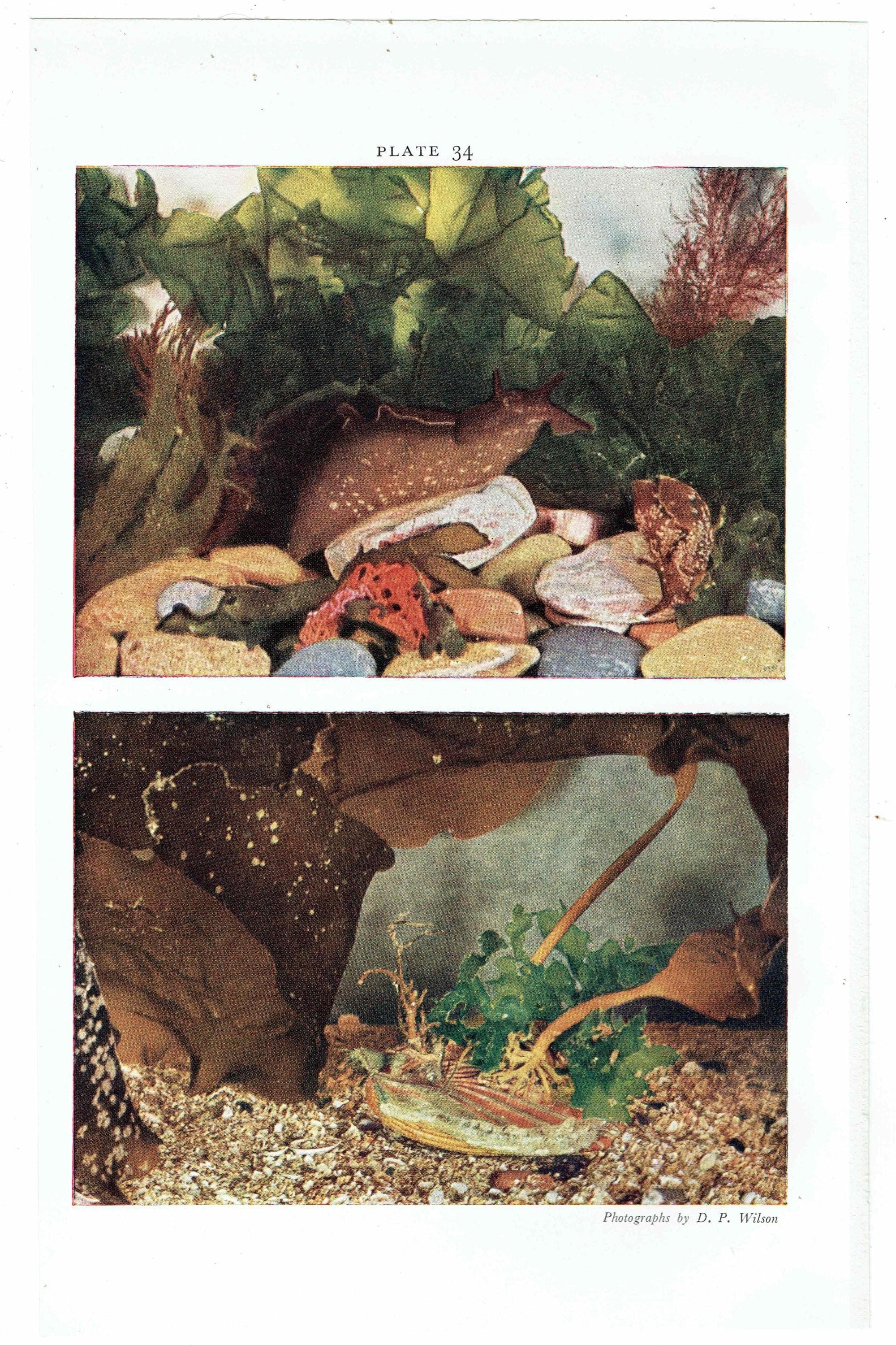 1959 Edible Sea-Urchins and Sea-Hares Print - Marine Biology Specimen Photography - Underwater Scallop Seaweed Study - 5 x 8.25 in - Image 4