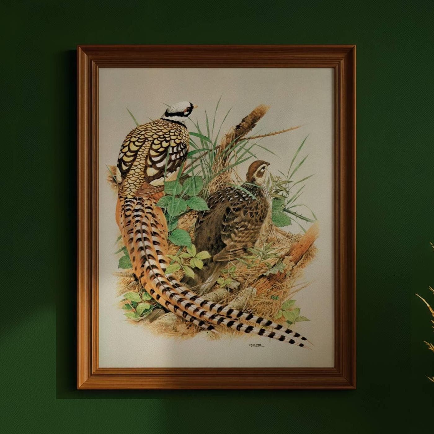 1981 Reeves Pheasant - Syrmaticus Reevesi - Game Birds Print - Maurice Pledger - Vintage Wildlife Art - Ornithology - 11.5 x 16.5 in - Image 1