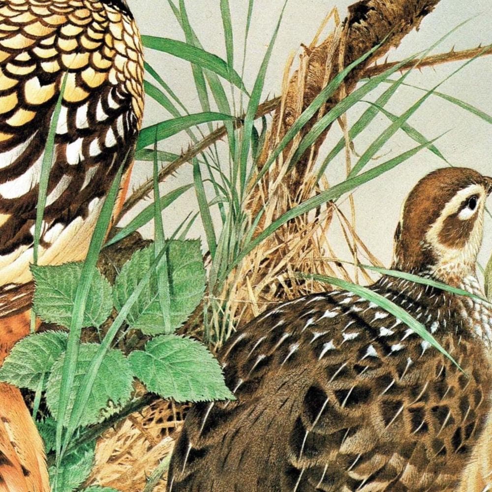 1981 Reeves Pheasant - Syrmaticus Reevesi - Game Birds Print - Maurice Pledger - Vintage Wildlife Art - Ornithology - 11.5 x 16.5 in - Image 4