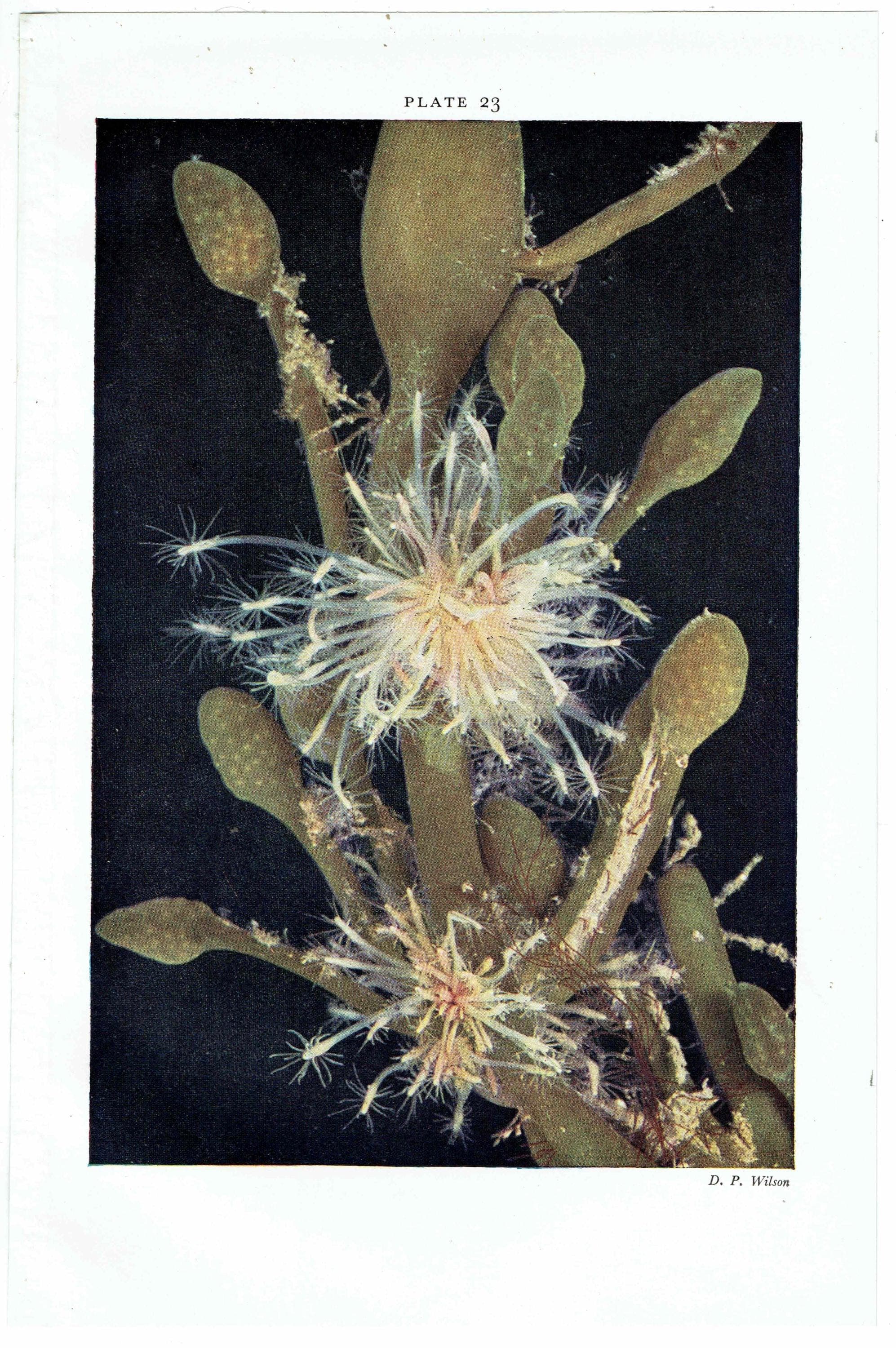 1959 Club-headed Hydroid on Knotted Wrack - Underwater Study - 8.25 x 5.25 in - Image 3