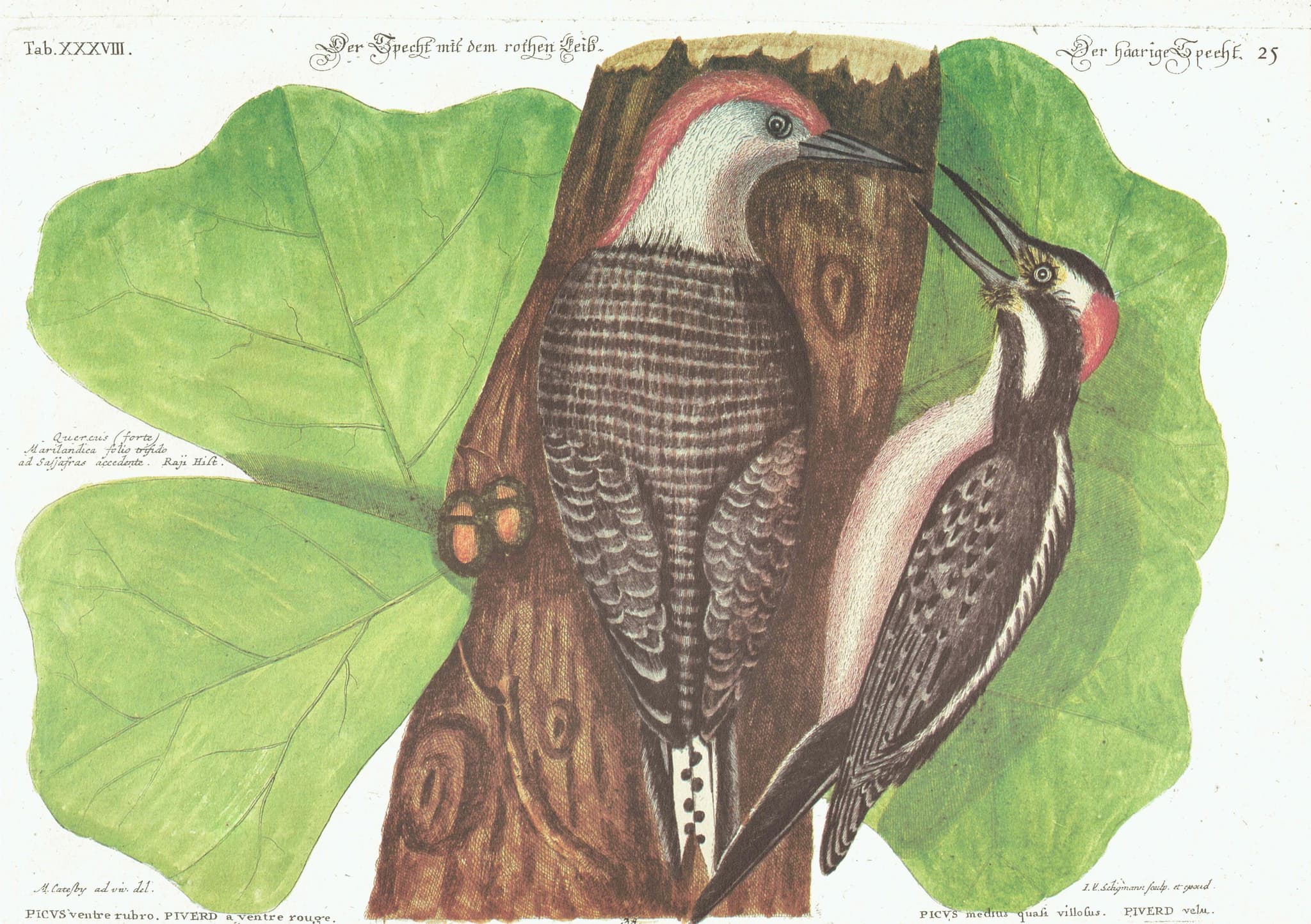1976 Red Bellied Woodpecker Original Vintage Print from Natural History c.1768 - Mark Catesby-Seligmann - Ornithology Bird - 11.75 x 17.5 in - Image 2