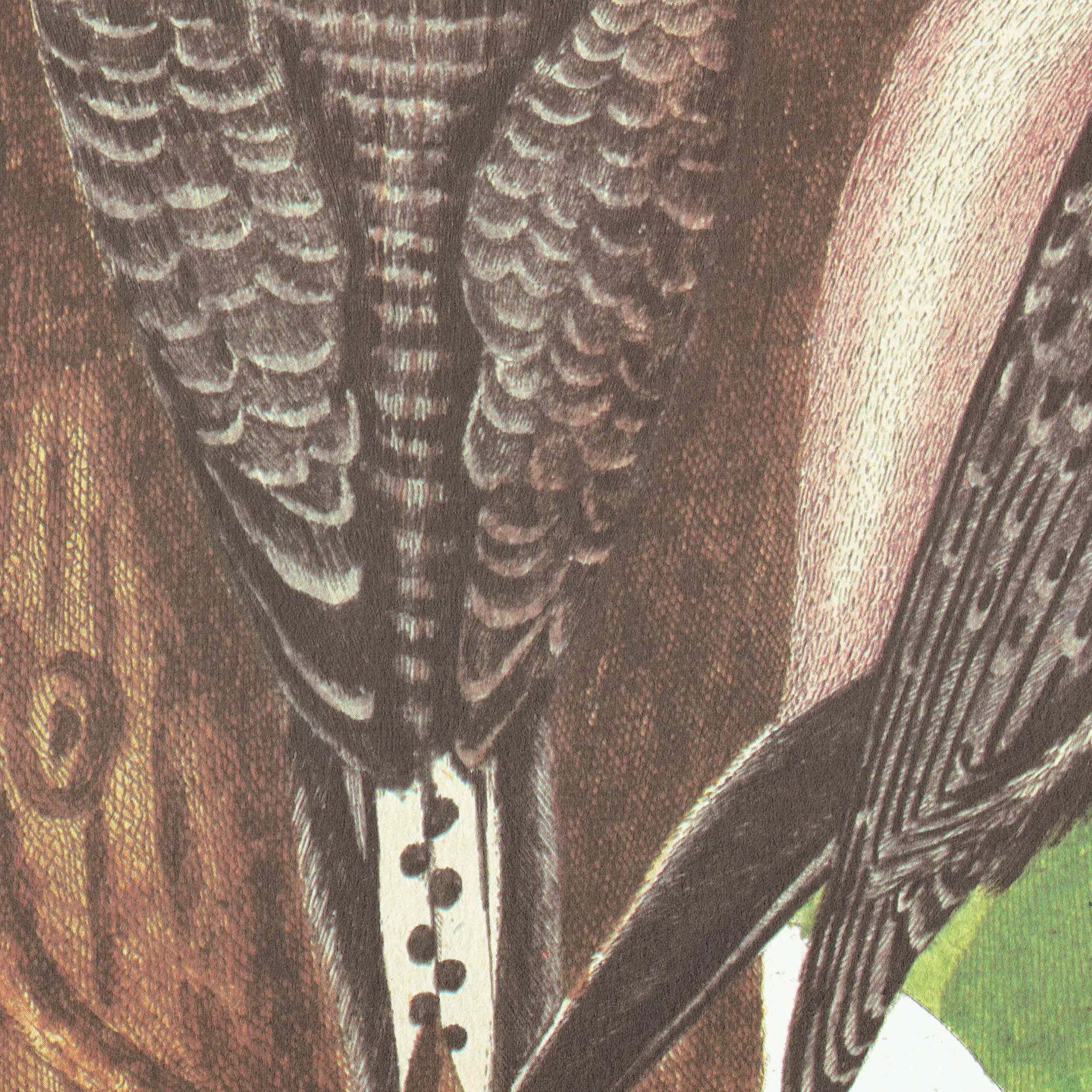 1976 Red Bellied Woodpecker Original Vintage Print from Natural History c.1768 - Mark Catesby-Seligmann - Ornithology Bird - 11.75 x 17.5 in - Image 3