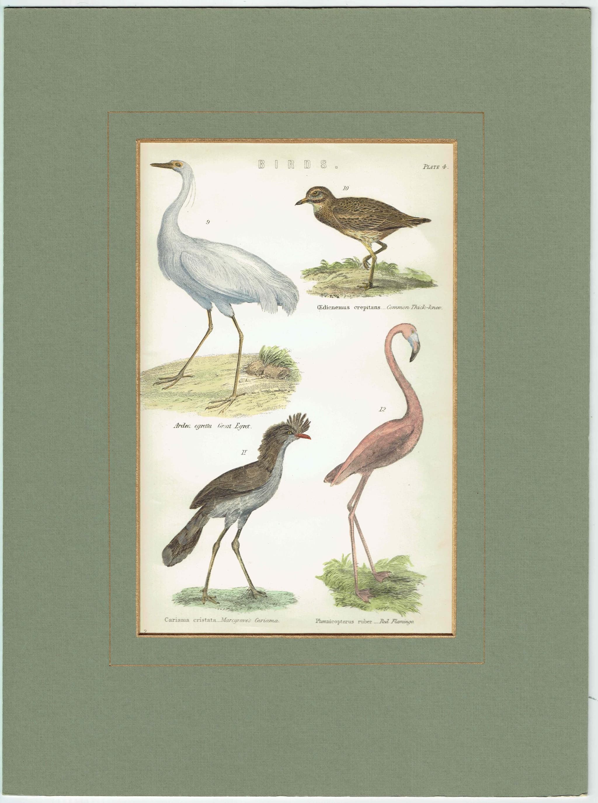 c.1880 Great Egret Common Thick-knee Cariama Flamingo Birds Print - Hand Coloured Ornithology - 9.5 x 6.5 in - Image 2
