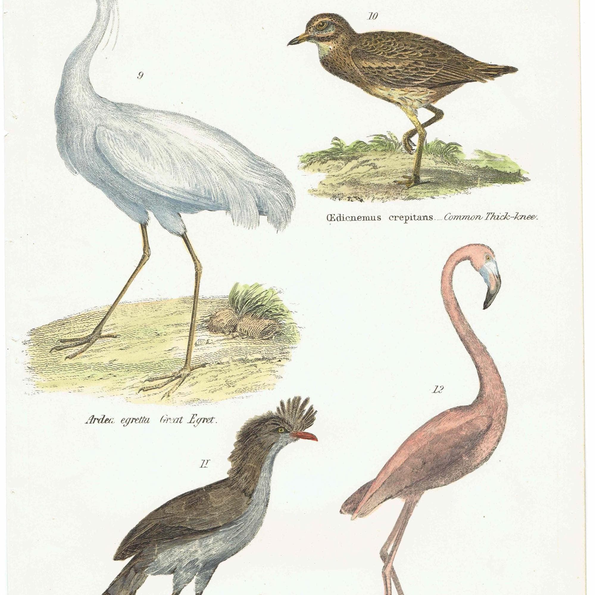 c.1880 Great Egret Common Thick-knee Cariama Flamingo Birds Print - Hand Coloured Ornithology - 9.5 x 6.5 in - Image 3