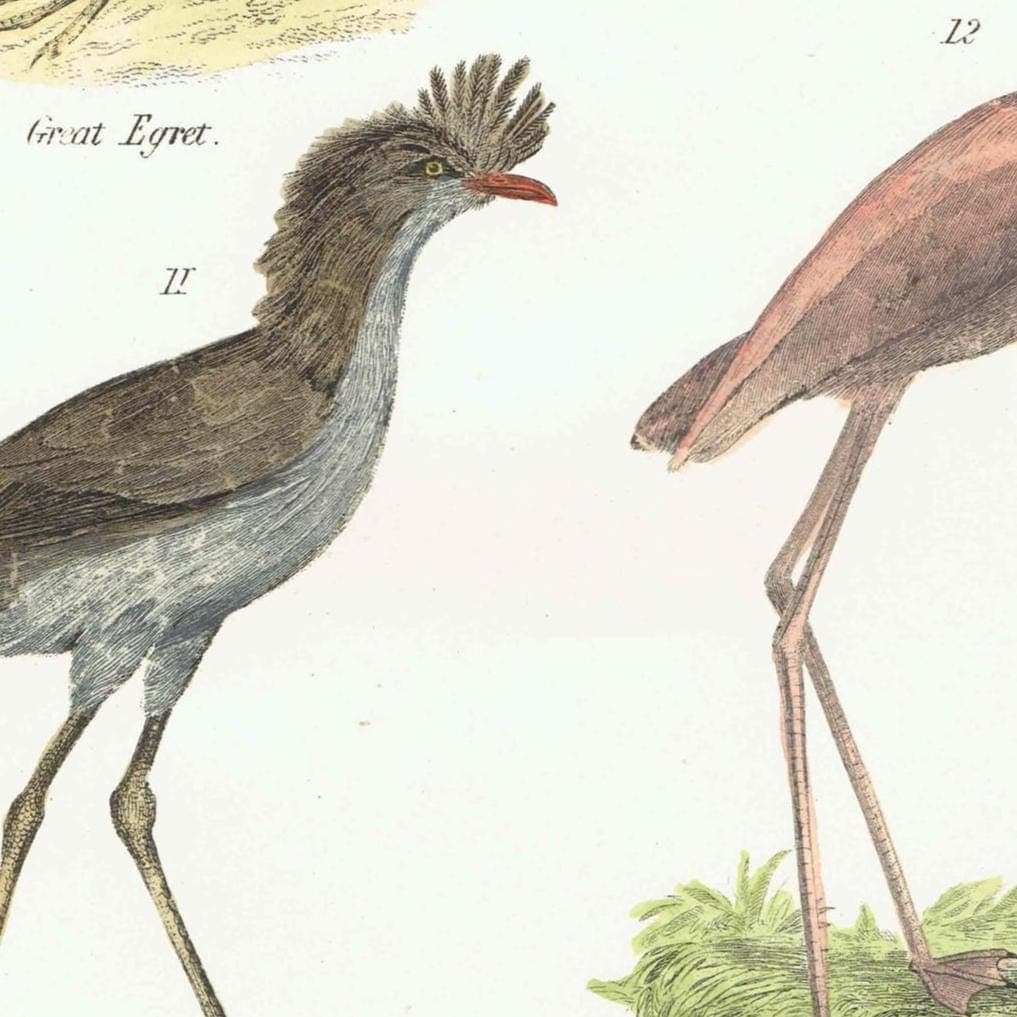 c.1880 Great Egret Common Thick-knee Cariama Flamingo Birds Print - Hand Coloured Ornithology - 9.5 x 6.5 in - Image 4