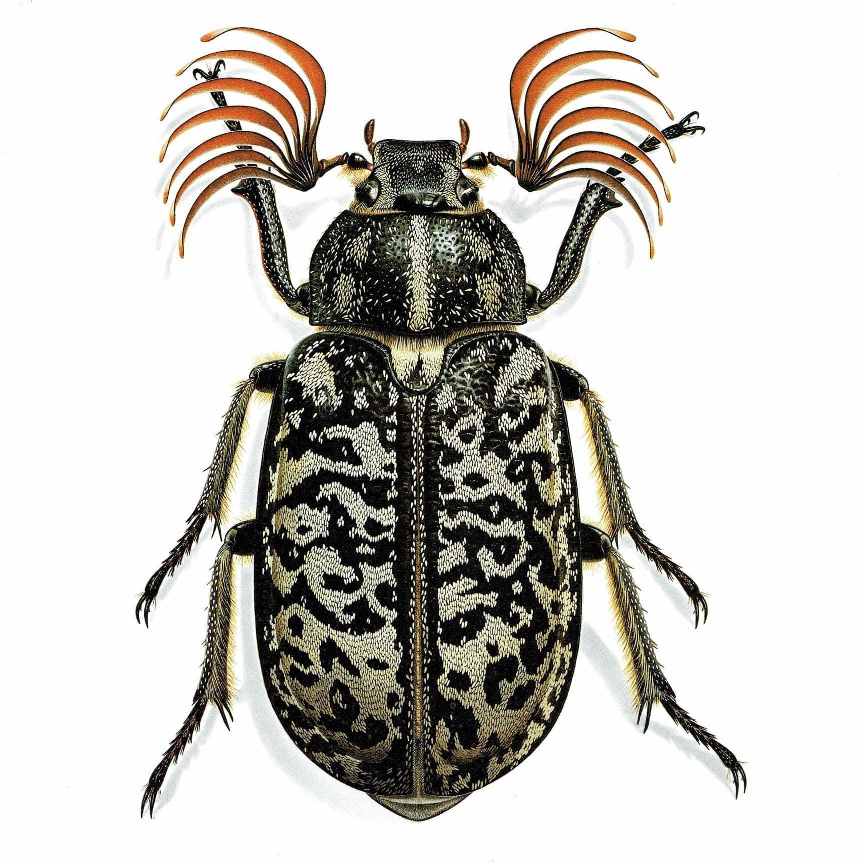 1986 Tanner Beetle Polyphylla Fullo Print - Durin Bernard Scientific Illustration- Linnaeus Entomology - 11 x 13 in
