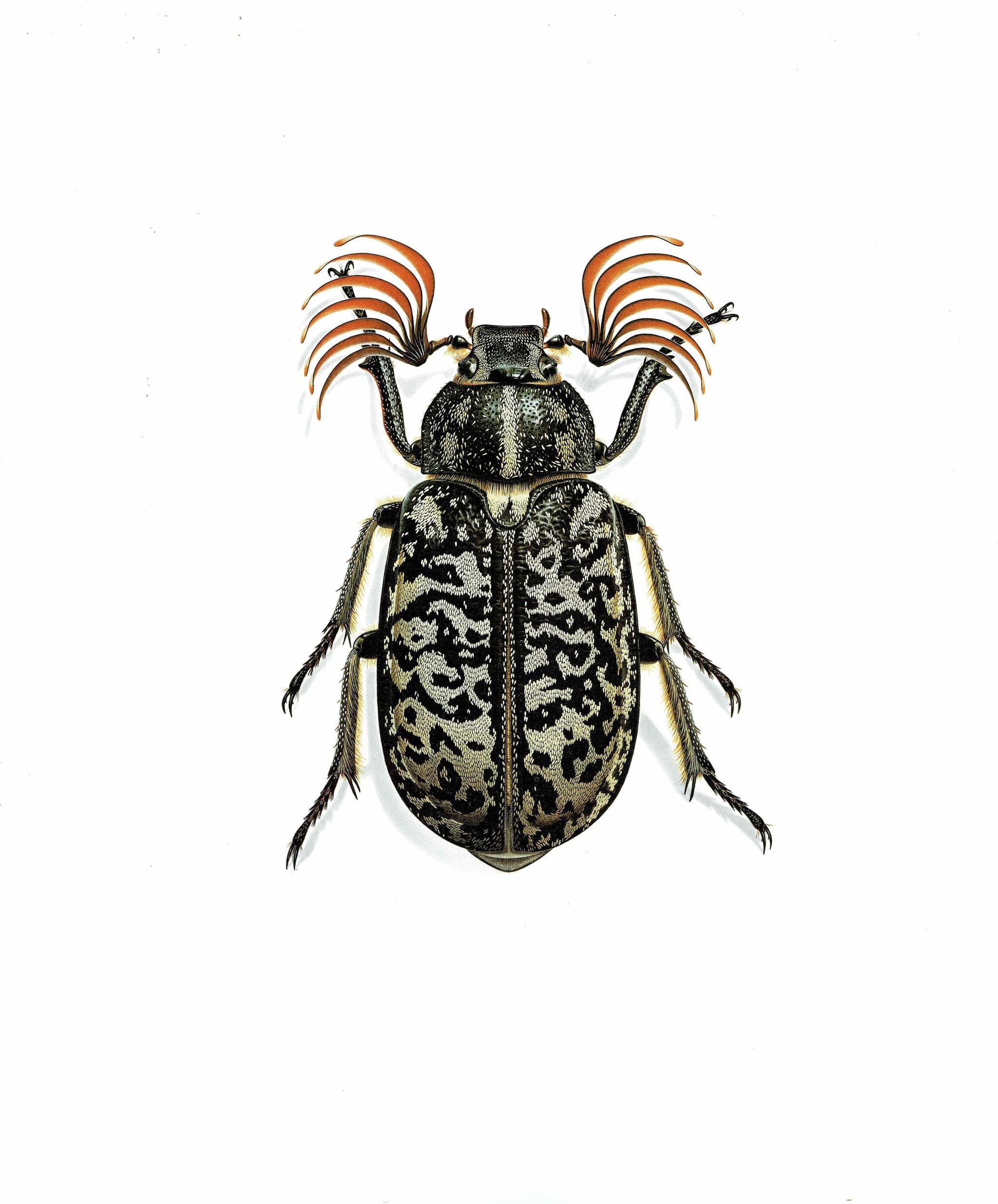 1986 Tanner Beetle Polyphylla Fullo Print - Durin Bernard Scientific Illustration- Linnaeus Entomology - 11 x 13 in - Image 3