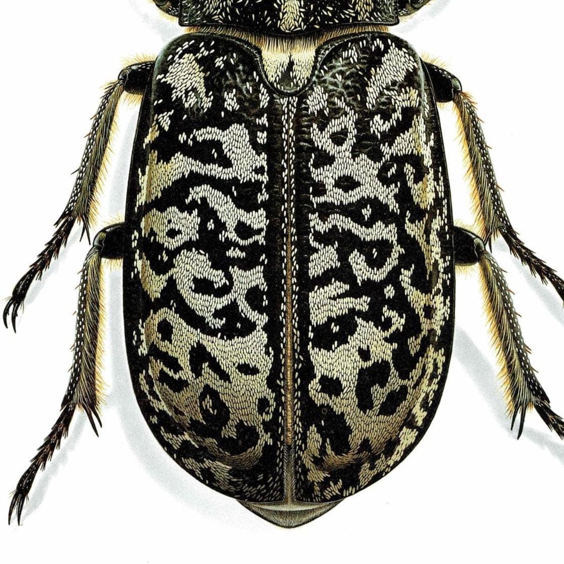 1986 Tanner Beetle Polyphylla Fullo Print - Durin Bernard Scientific Illustration- Linnaeus Entomology - 11 x 13 in - Image 5