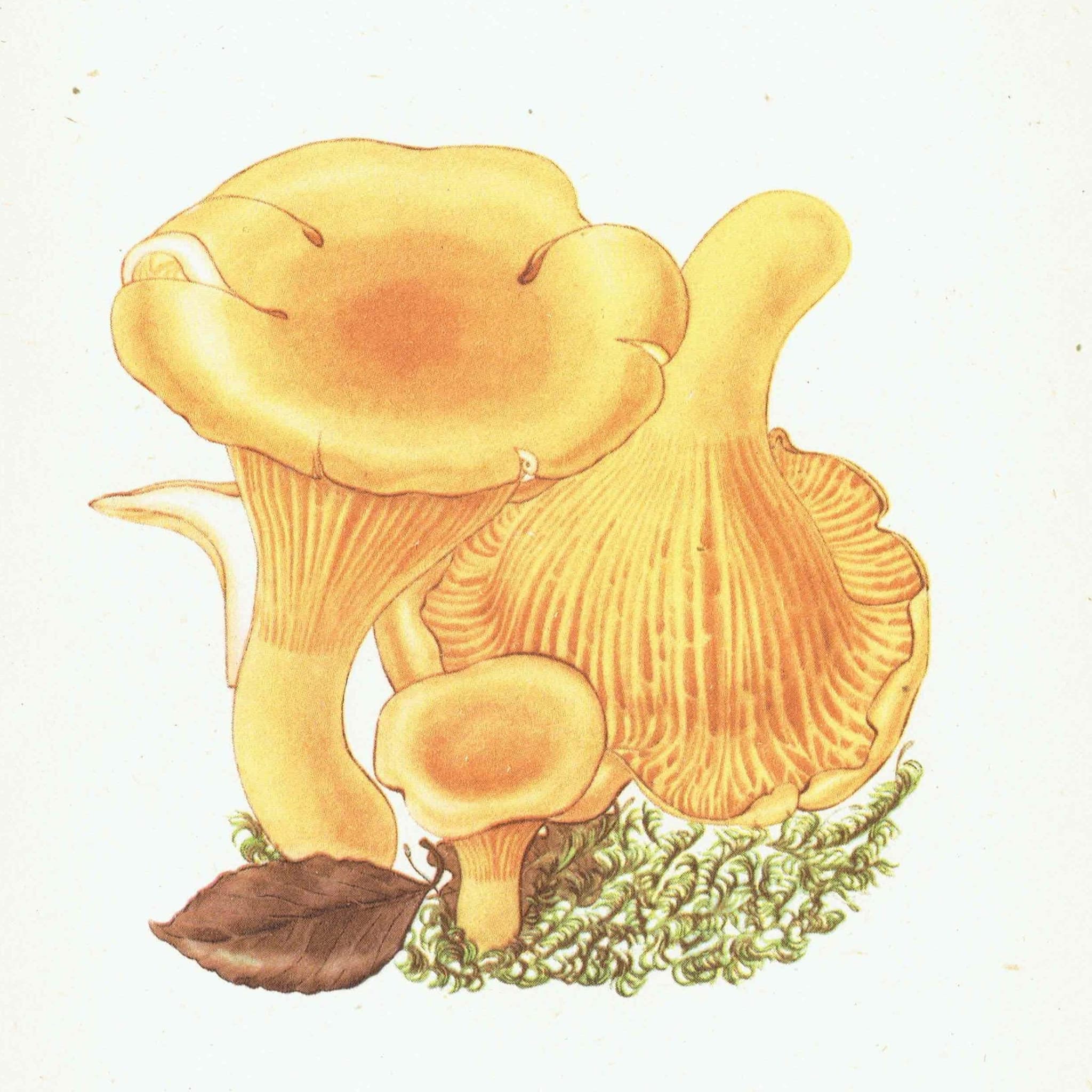 1943 Chanterelle & Field Mushroom Print – Vintage Botanical Illustration - Image 1