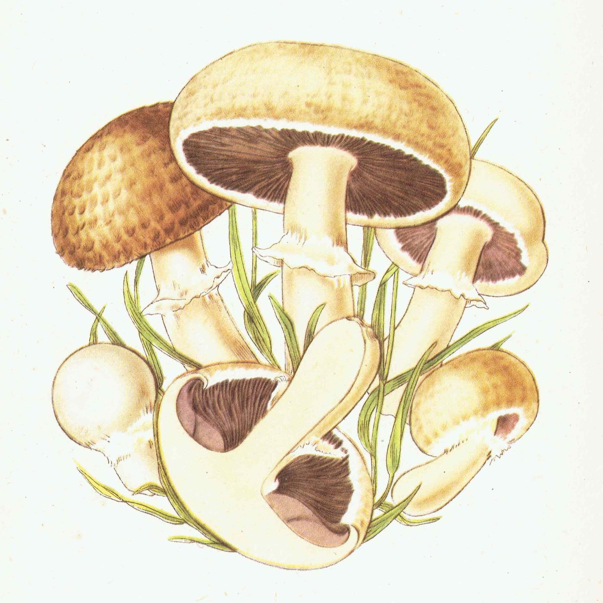 1943 Chanterelle & Field Mushroom Print – Vintage Botanical Illustration - Image 2