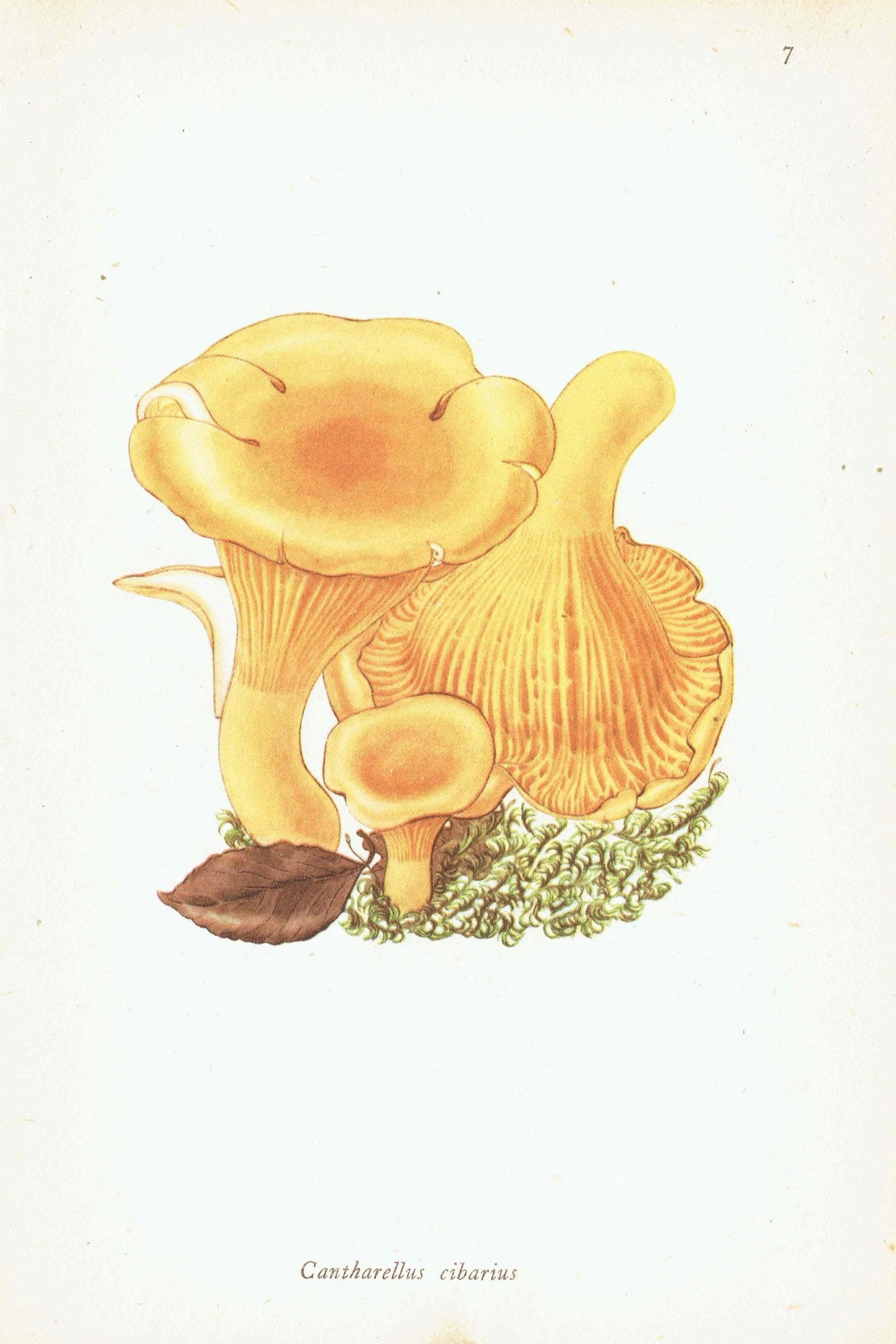1943 Chanterelle & Field Mushroom Print – Vintage Botanical Illustration - Image 3
