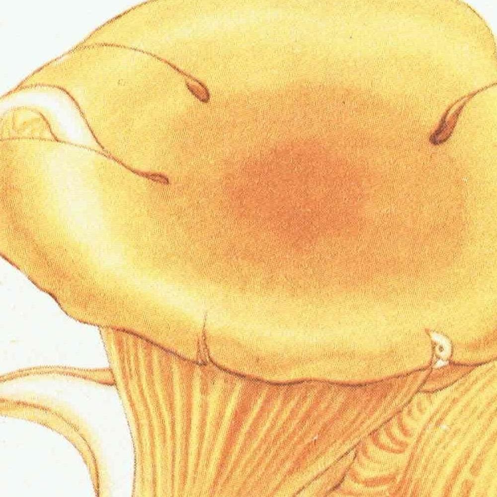 1943 Chanterelle & Field Mushroom Print – Vintage Botanical Illustration - Image 4