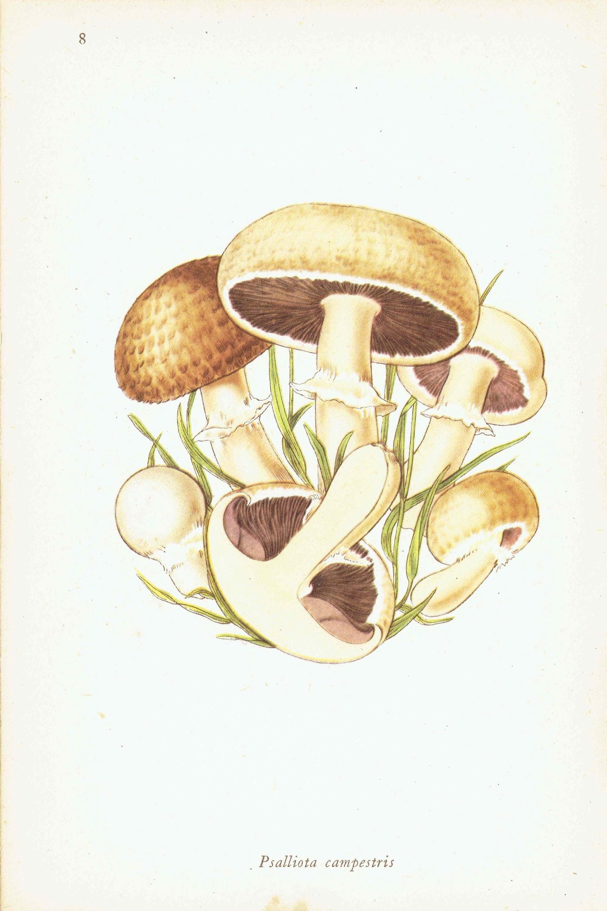 1943 Chanterelle & Field Mushroom Print – Vintage Botanical Illustration - Image 6