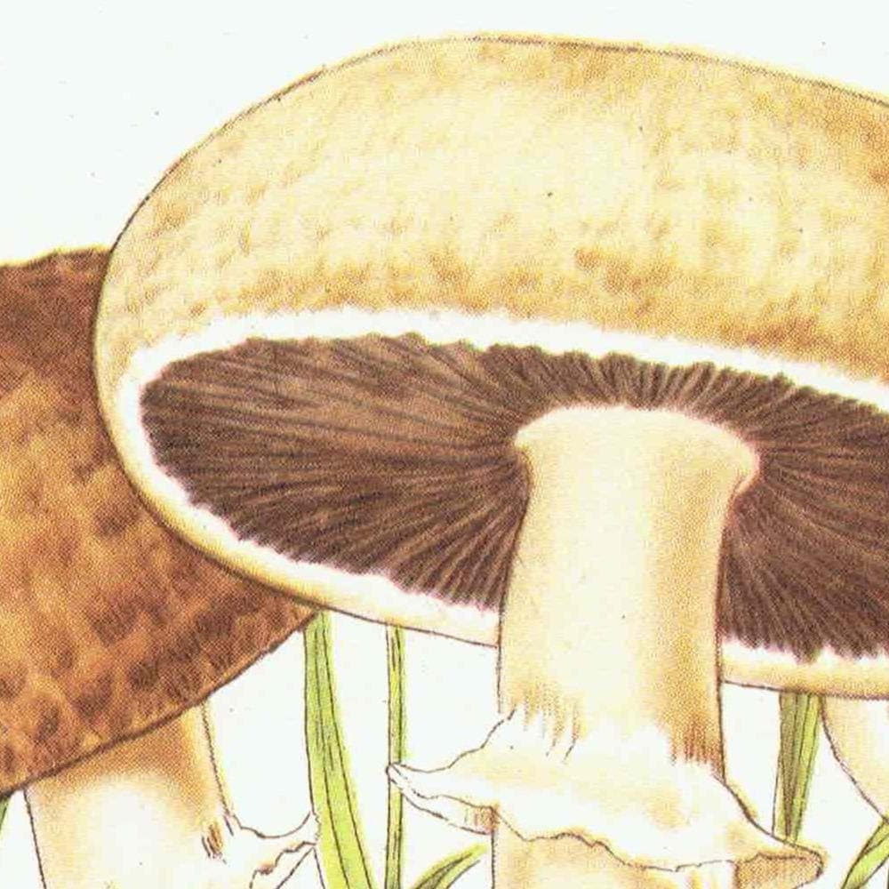 1943 Chanterelle & Field Mushroom Print – Vintage Botanical Illustration - Image 7
