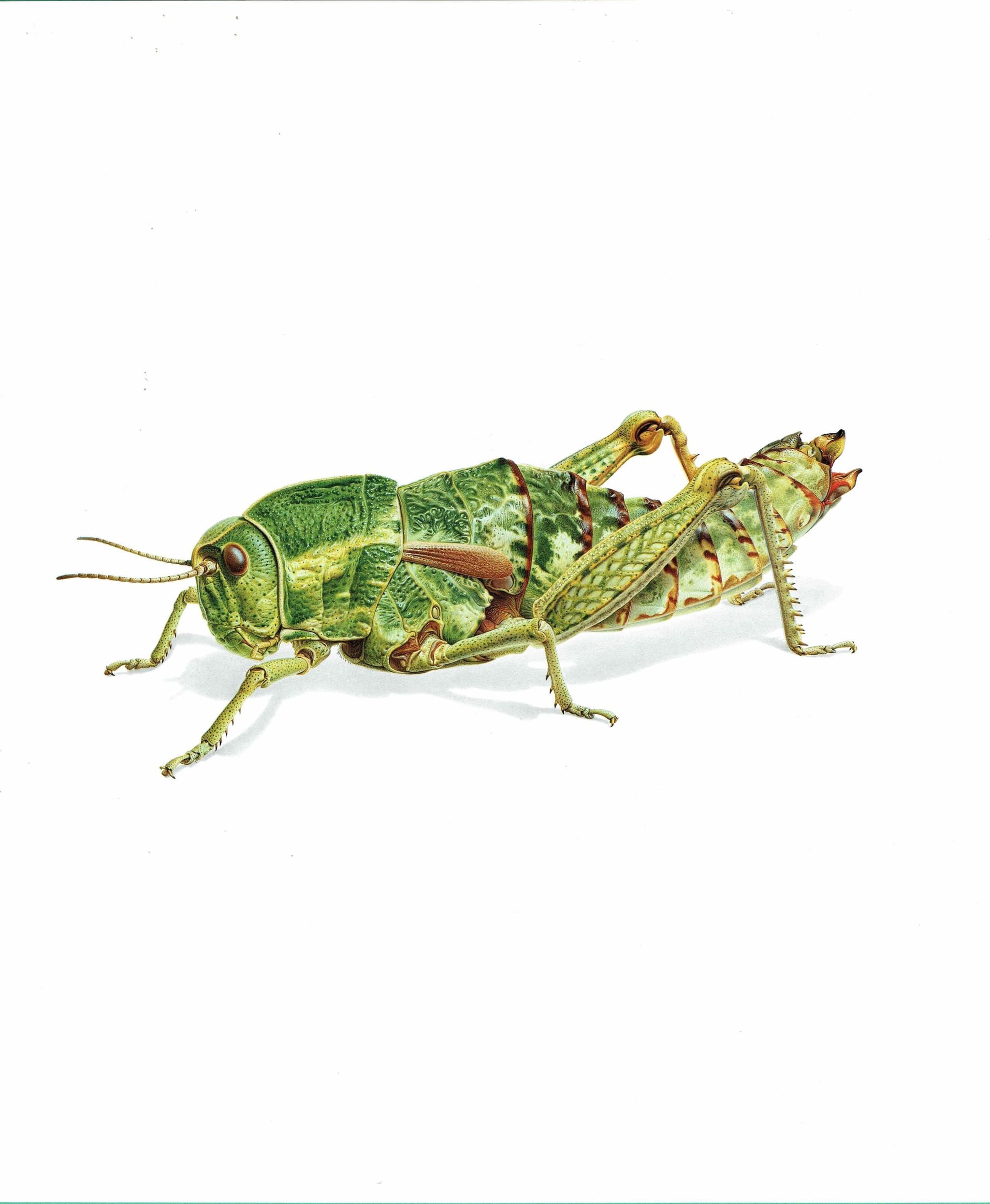 1986 Elephant Grasshopper Pamphagus Elephas Print - Durin Bernard Les Insectes Scientific Illustration - Linnaeus Entomology - 11 x 13 in - Image 3