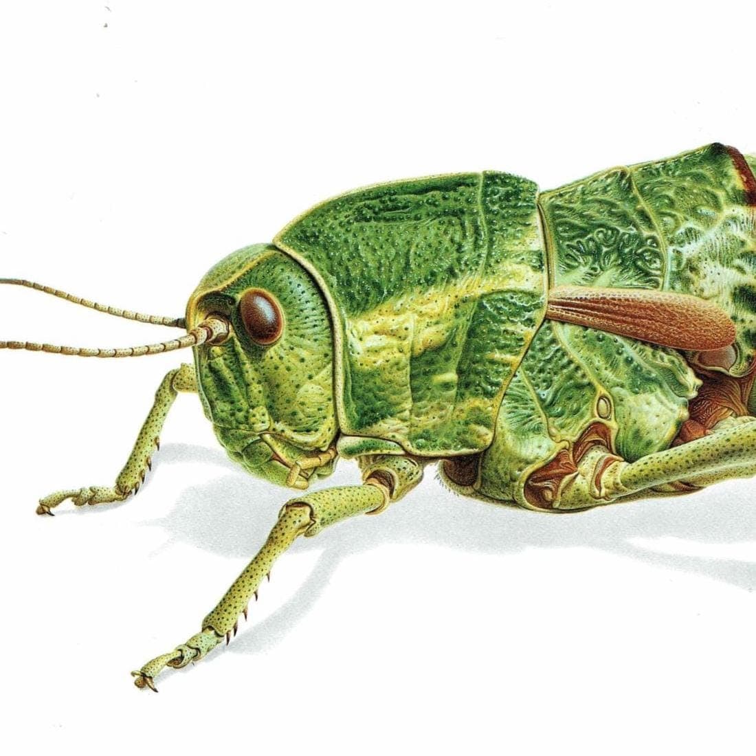 1986 Elephant Grasshopper Pamphagus Elephas Print - Durin Bernard Les Insectes Scientific Illustration - Linnaeus Entomology - 11 x 13 in - Image 4