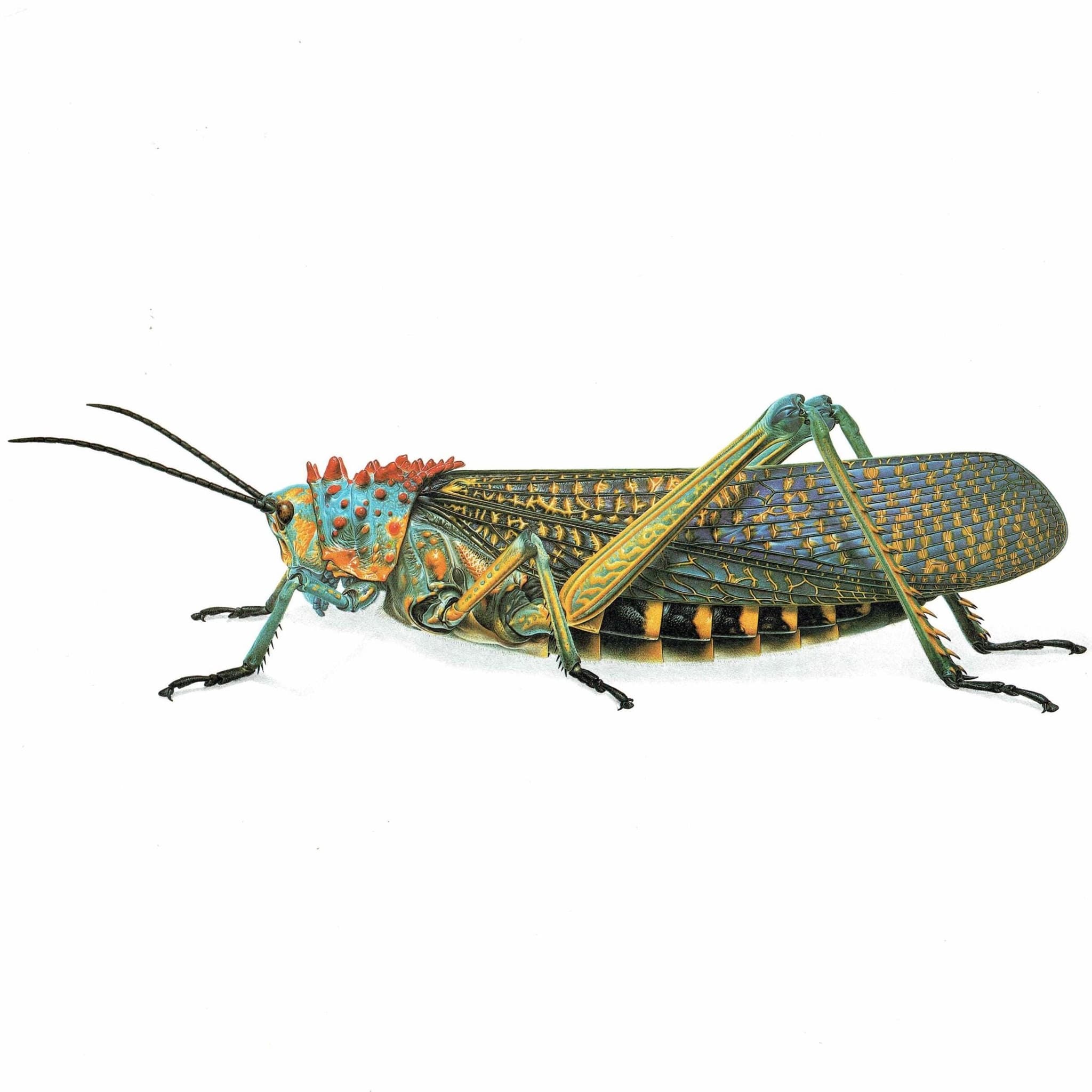 1986 Grasshopper Phymateus Saxosus Print - Durin Bernard Les Insectes - Scientific Illustration- Coquerel Entomology - 11 x 13 in