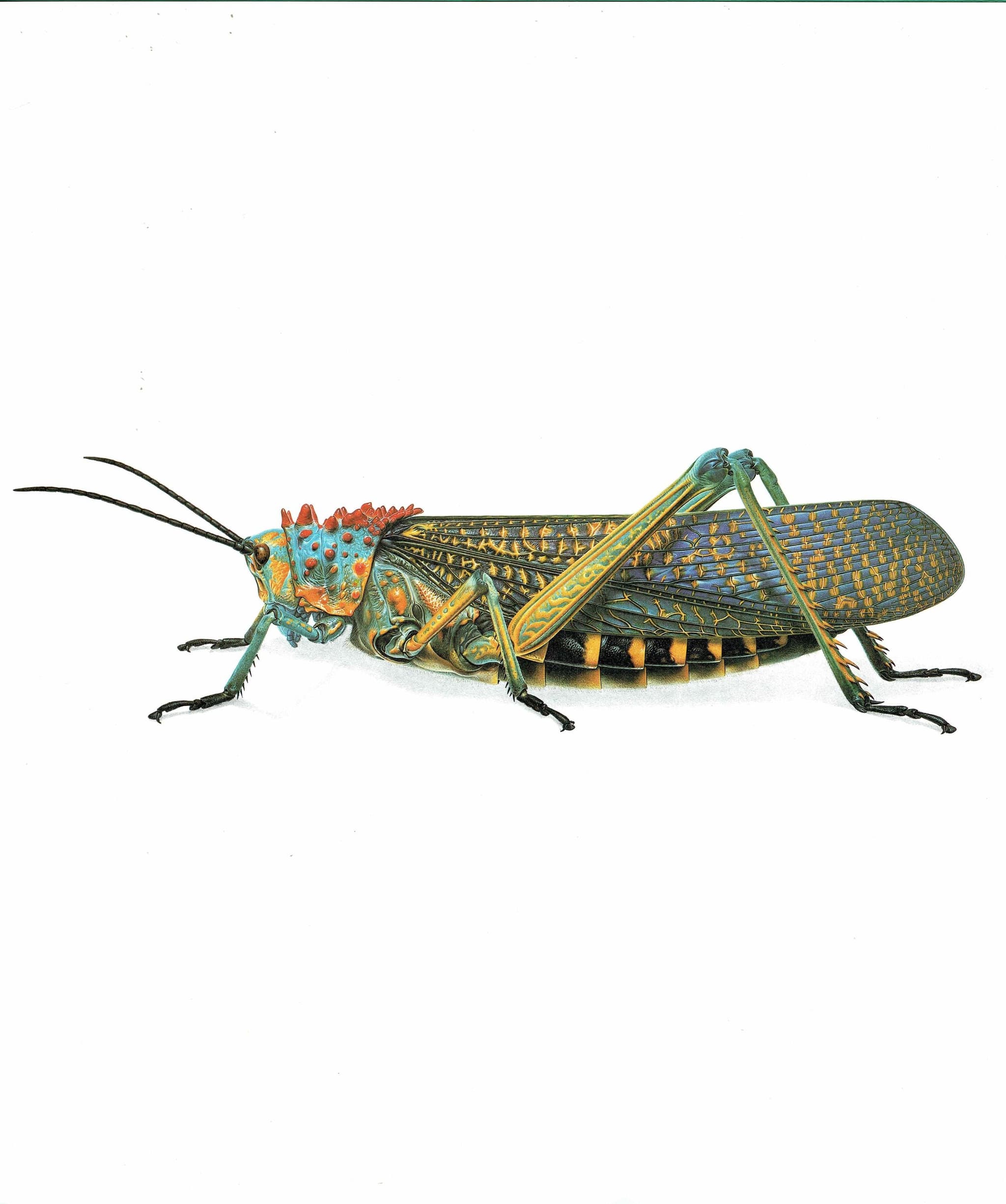 1986 Grasshopper Phymateus Saxosus Print - Durin Bernard Les Insectes - Scientific Illustration- Coquerel Entomology - 11 x 13 in - Image 3