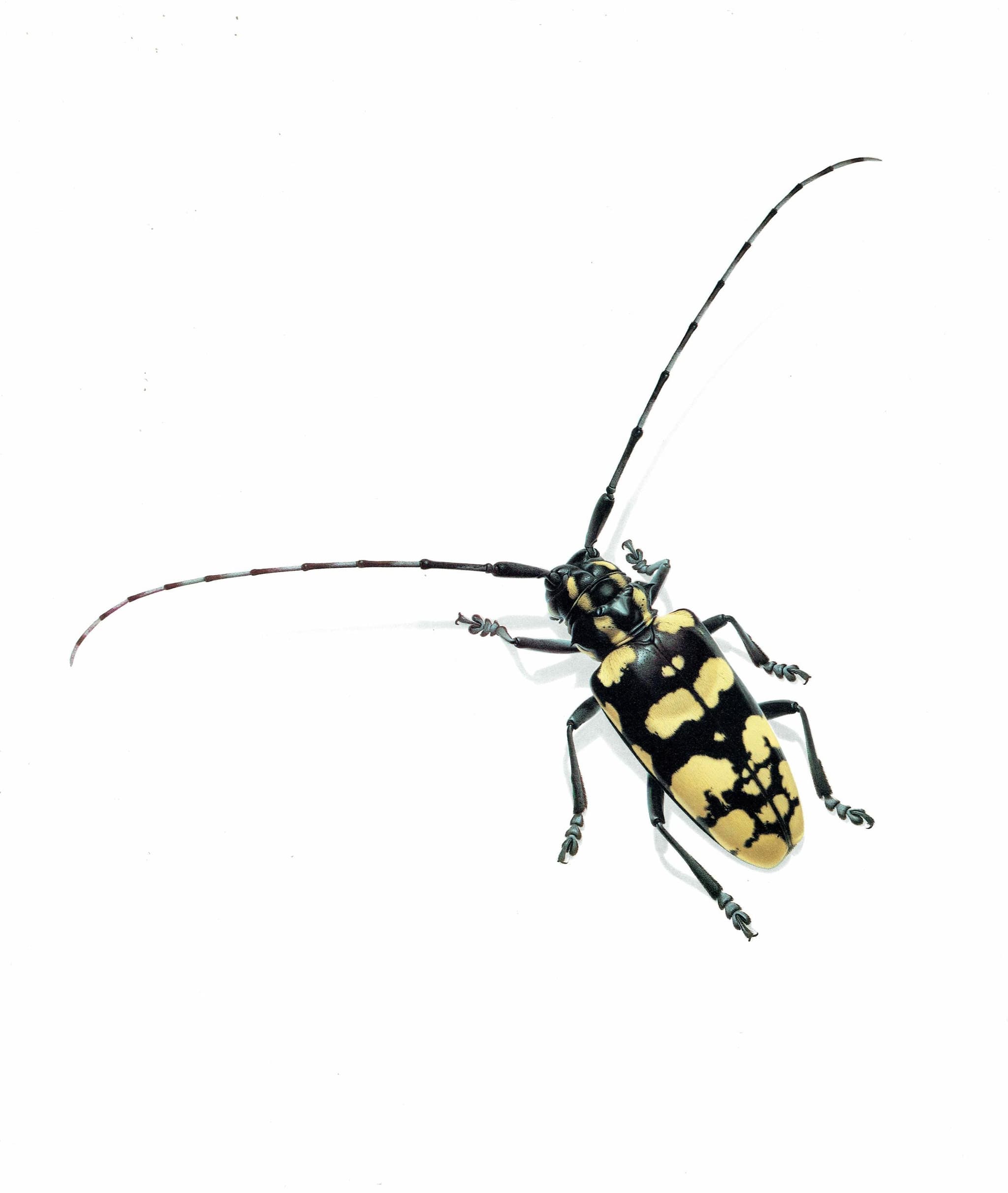1986 Longhorn Beetle Anoplophora Horsfieldi Print - Durin Bernard Les Insectes - Hope Frederick William Entomology Science - 11 x 13 in - Image 3