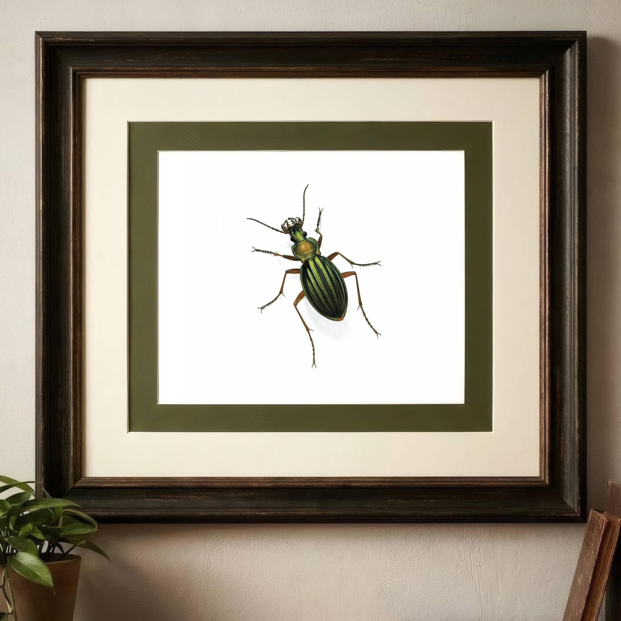 1986 Golden Ground Beetle Carabus Auronitens Print - Durin Bernard Les Insectes Scientific Illustration - Fabricius Entomology - 11 x 13 in - Image 2